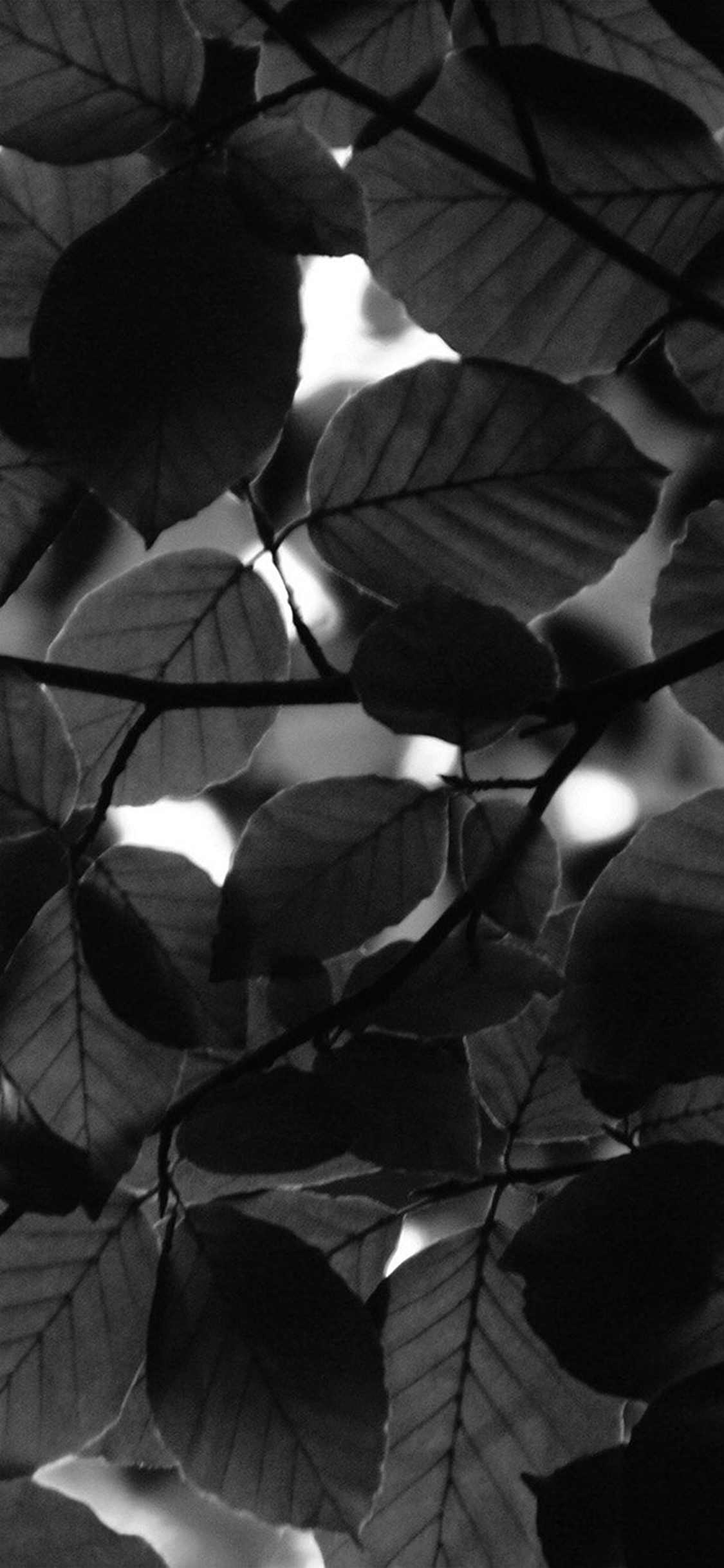 Black Leaves Wallpapers