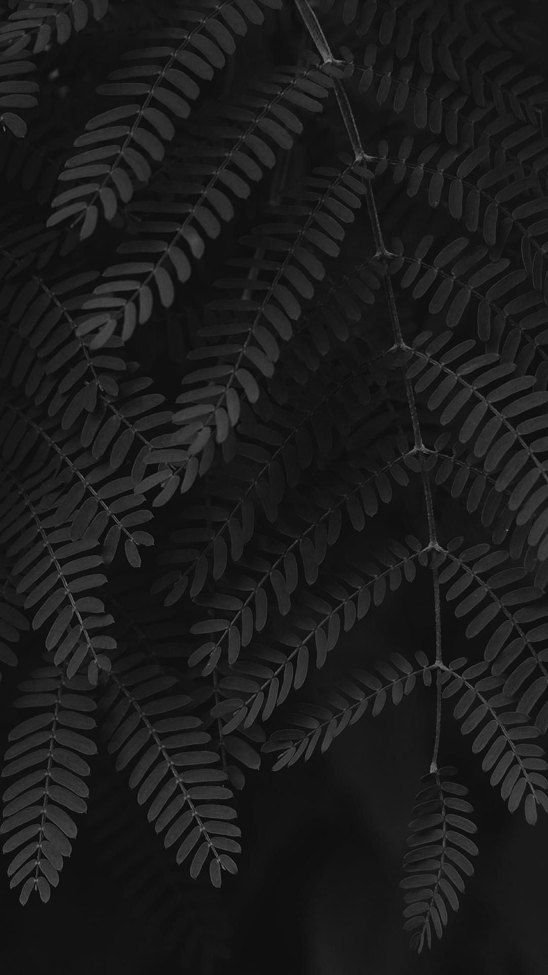 Black Leaves Wallpapers