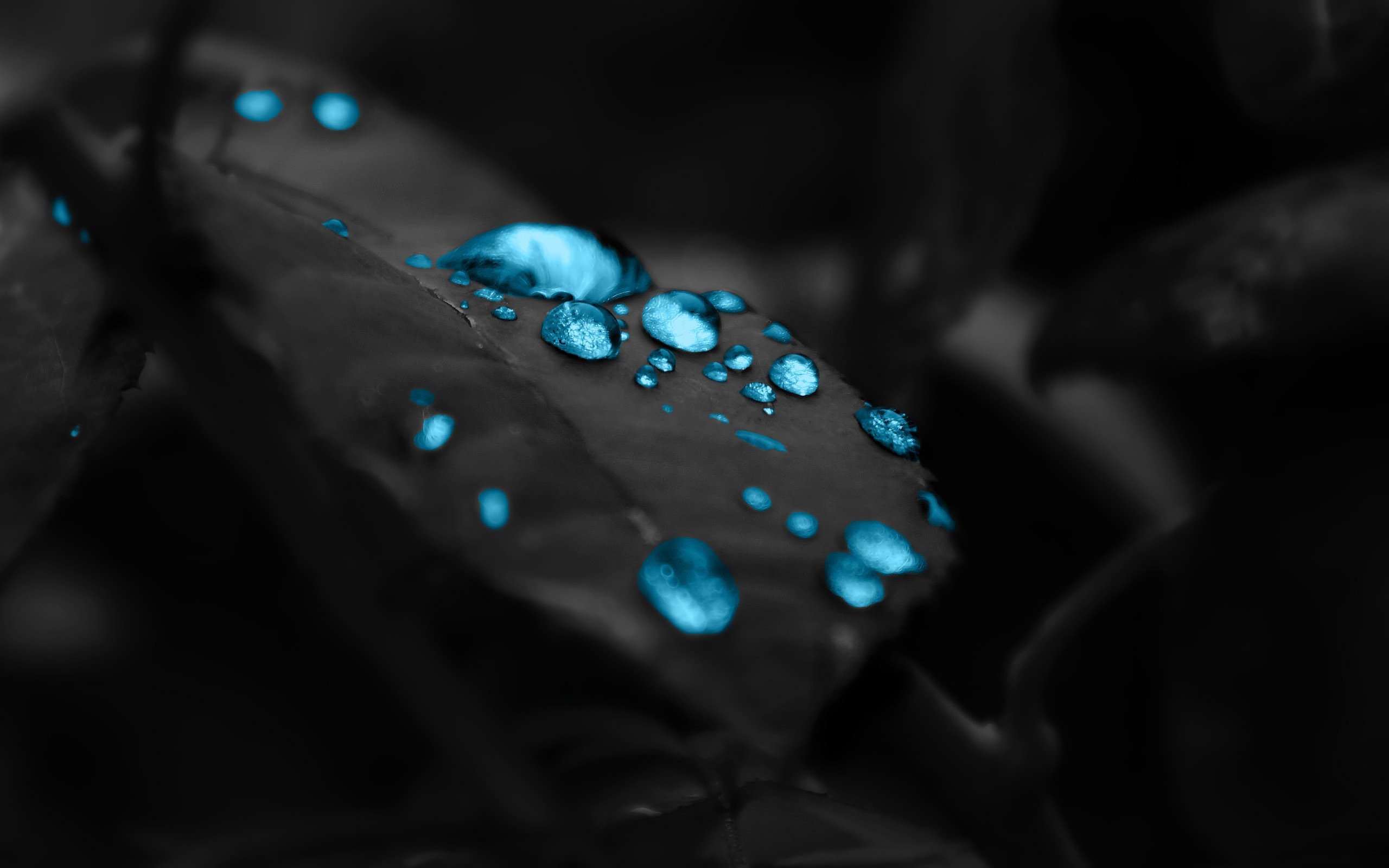 Black Leaves Wallpapers