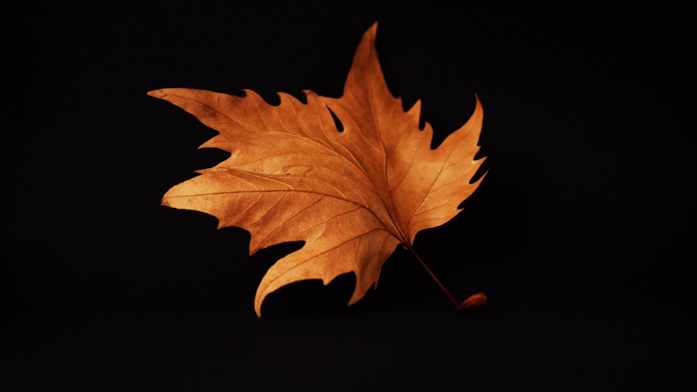 Black Leaves Wallpapers