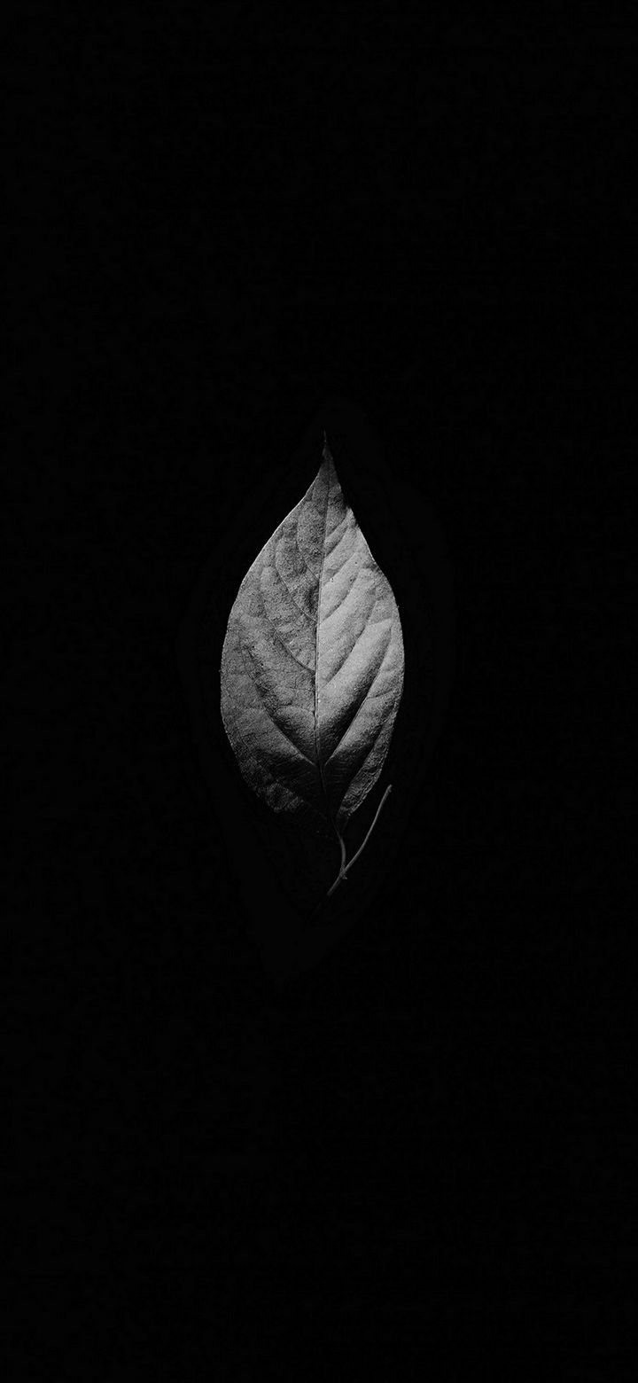 Black Leaves Wallpapers