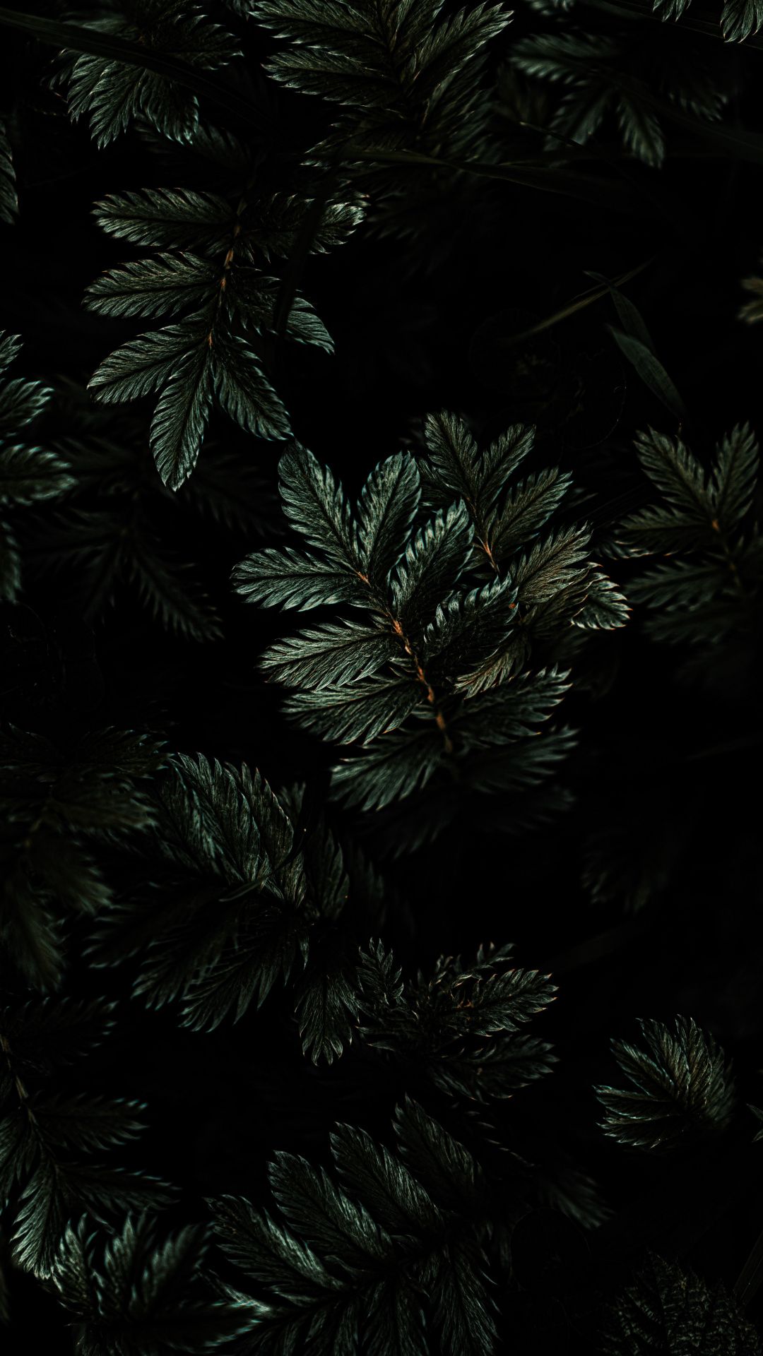 Black Leaves Wallpapers