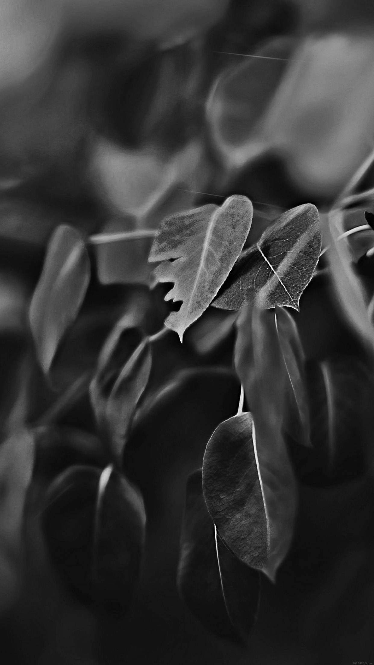 Black Leaves Wallpapers