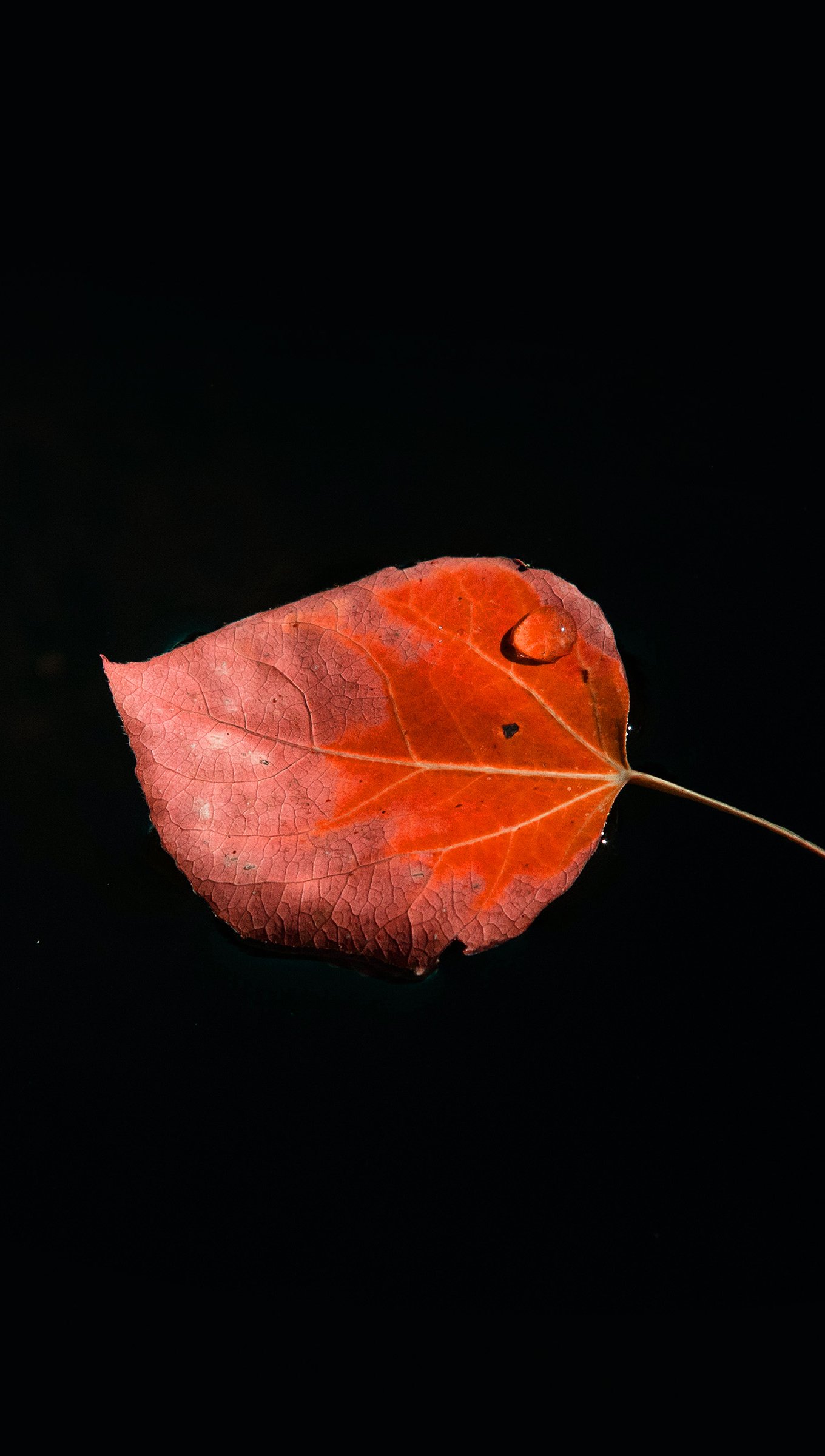 Black Leaves Wallpapers