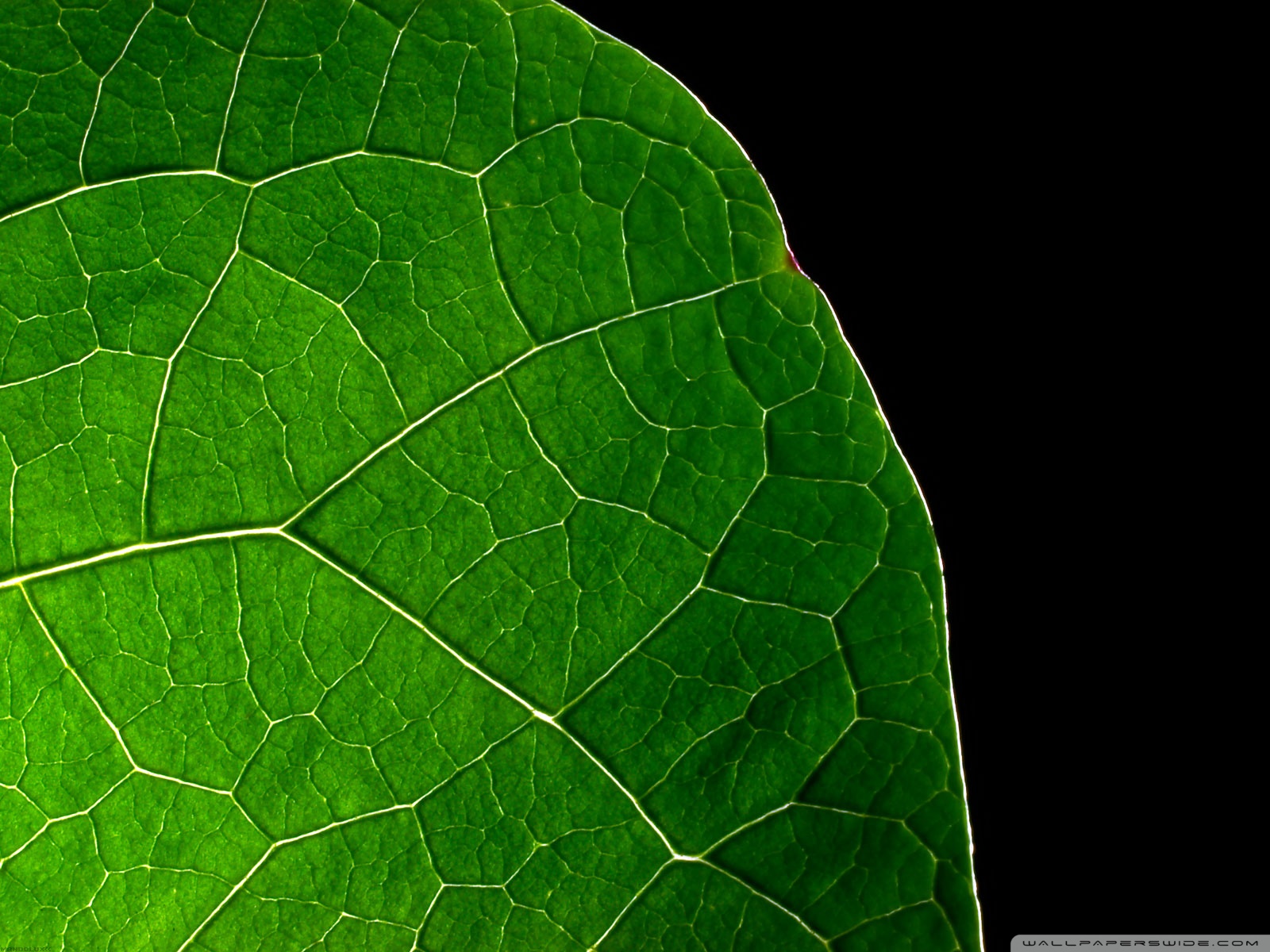 Black Leaves Wallpapers