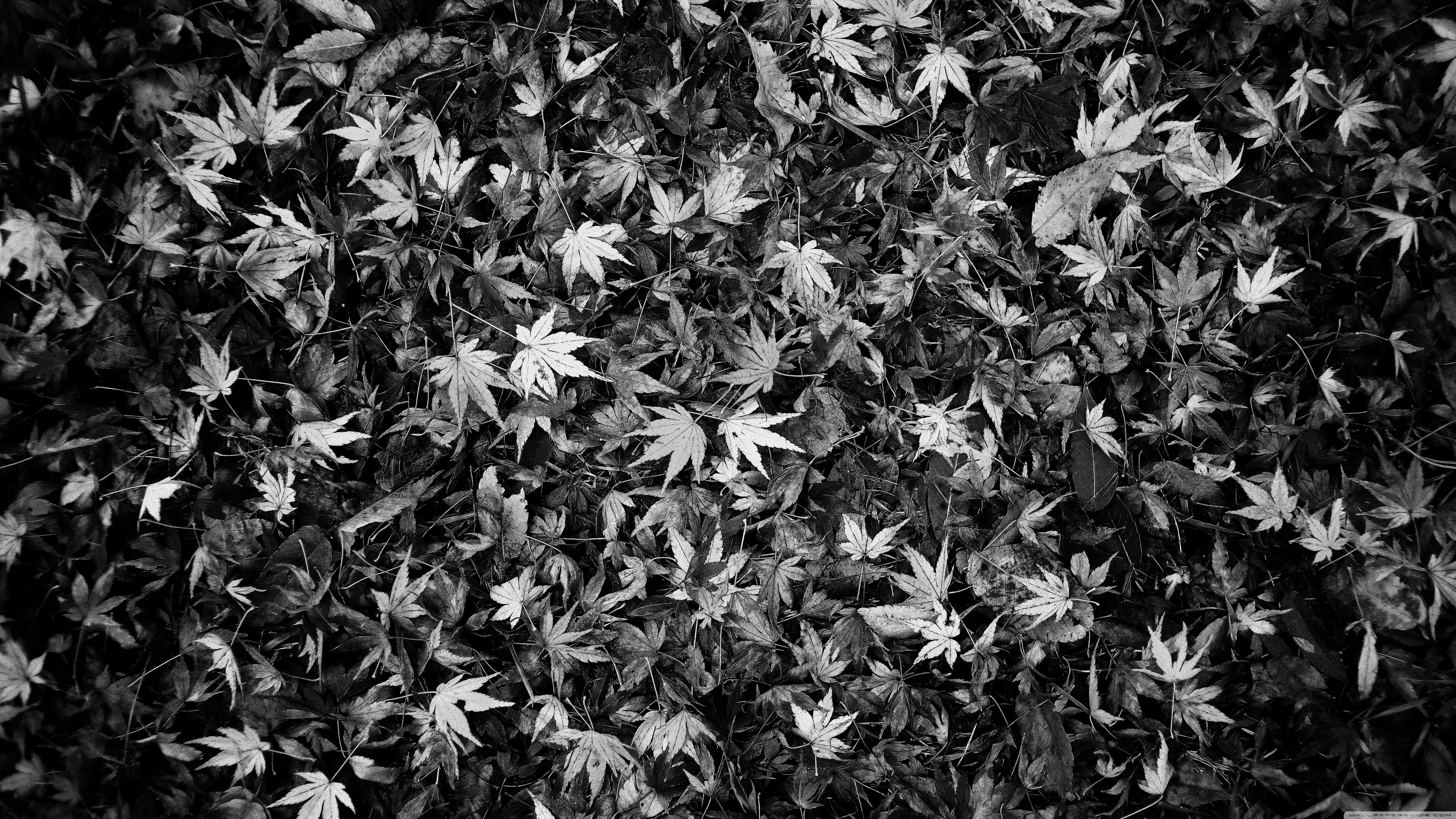 Black Leaves Wallpapers