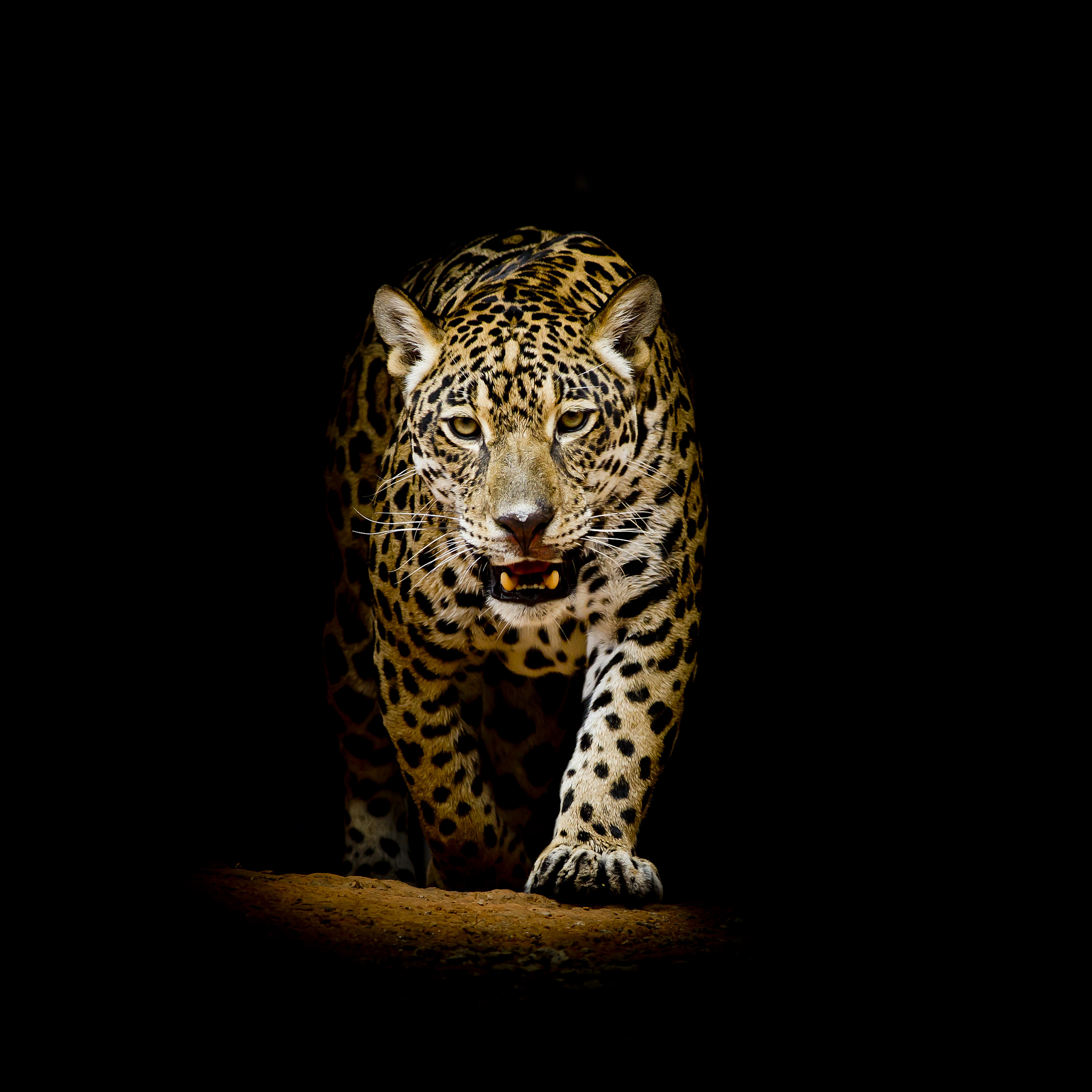 Black Leopard Background