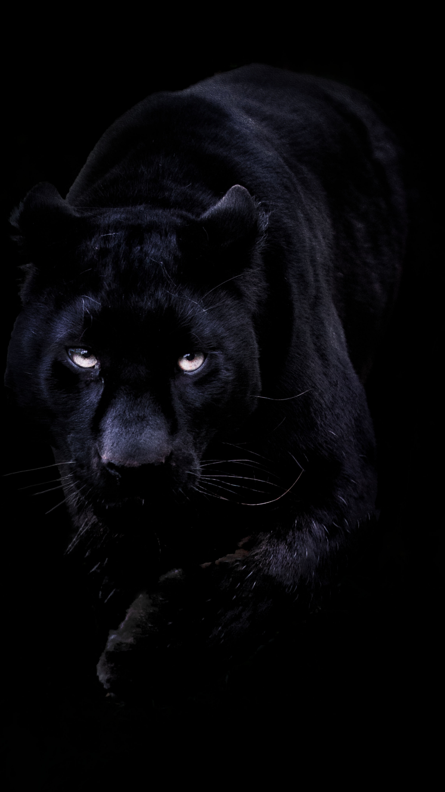 Black Leopard Iphone Wallpapers