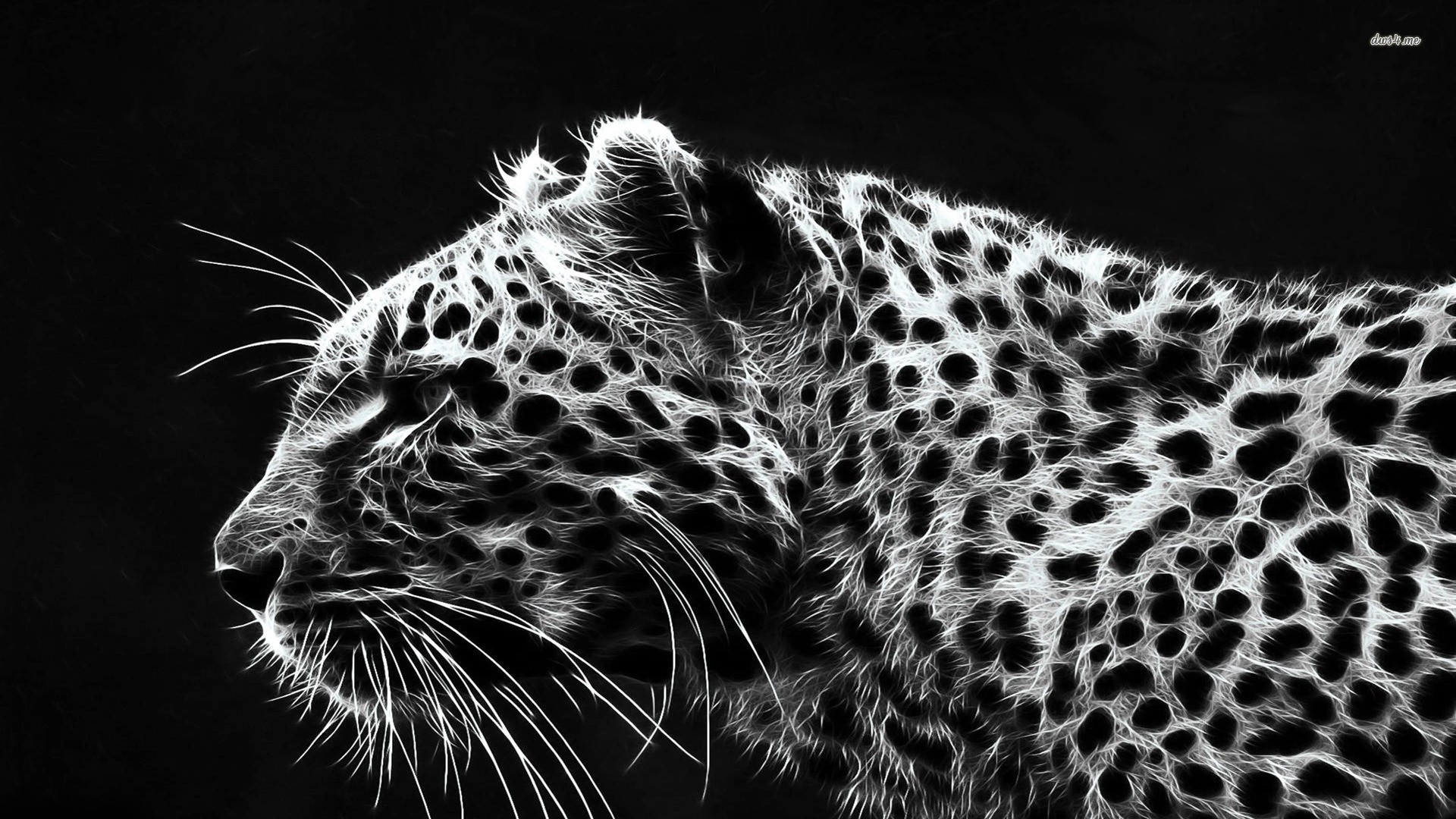 Black Leopard Iphone Wallpapers