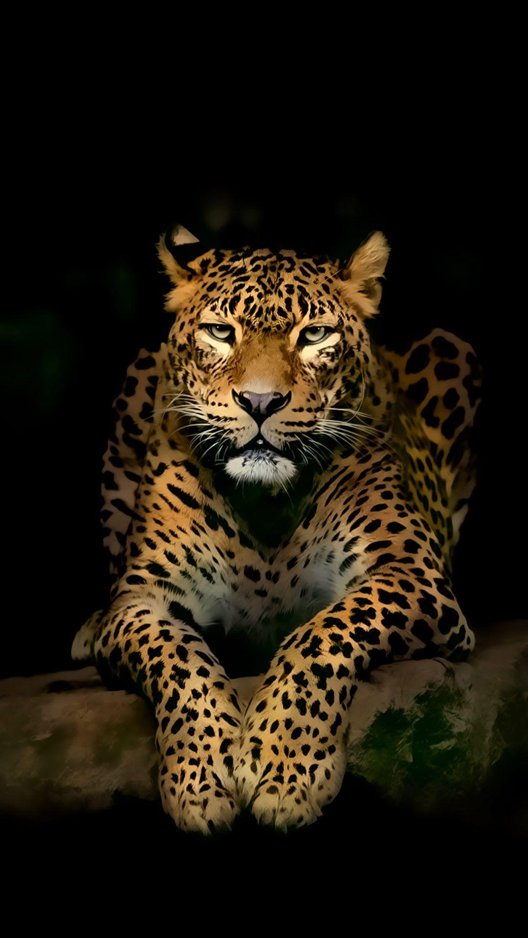 Black Leopard Iphone Wallpapers