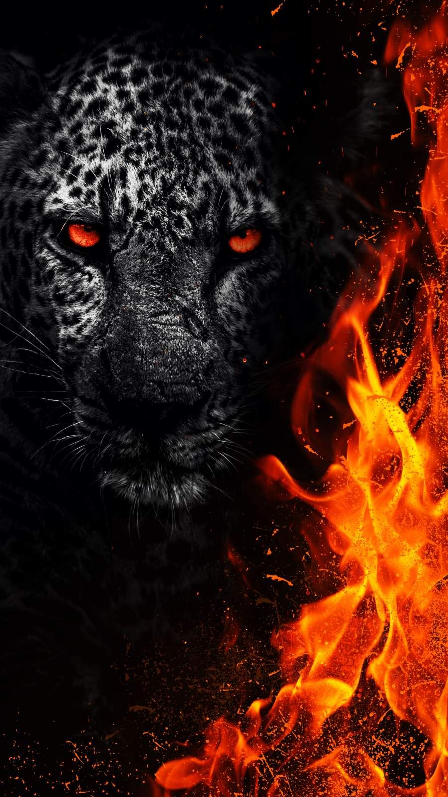 Black Leopard Iphone Wallpapers