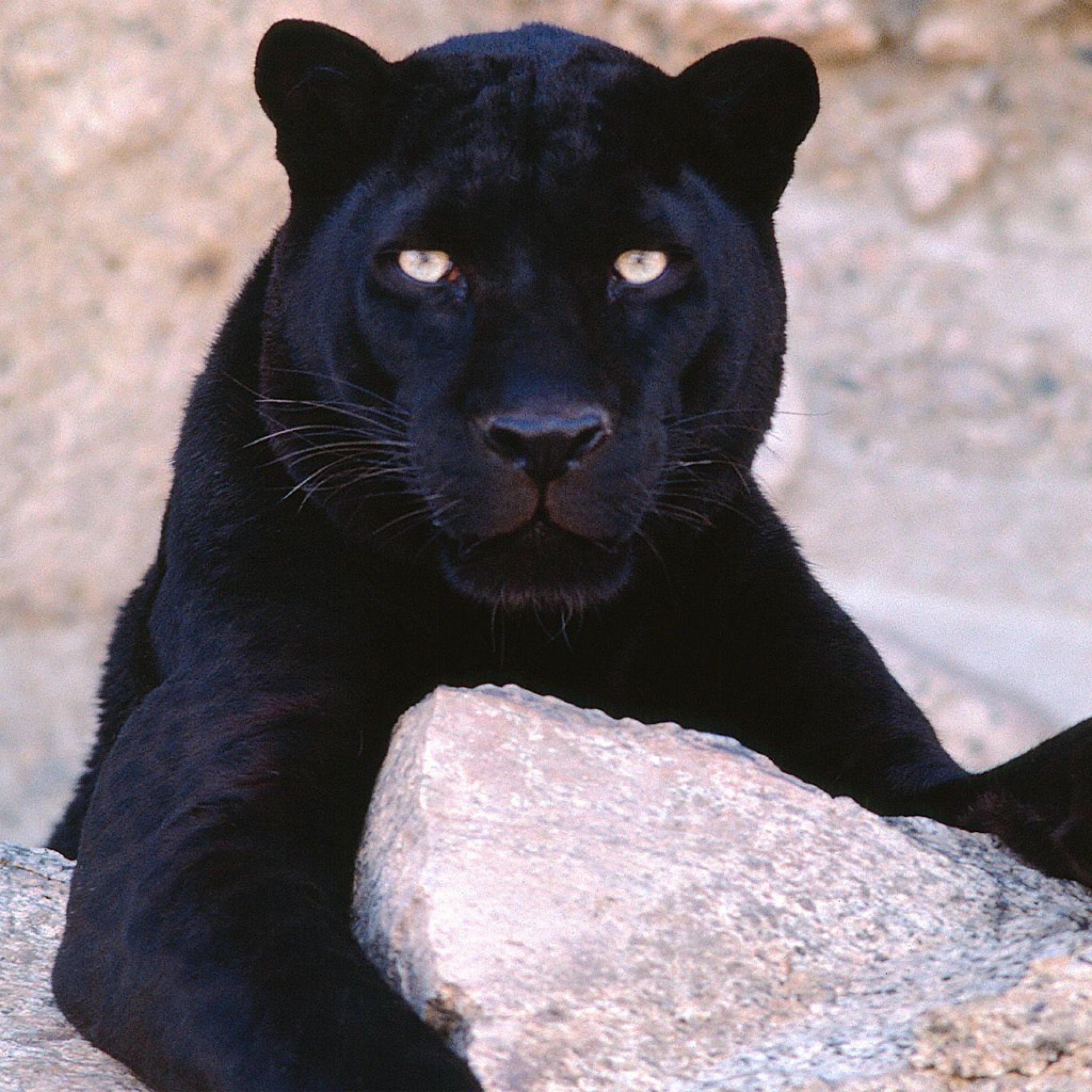 Black Leopard Iphone Wallpapers