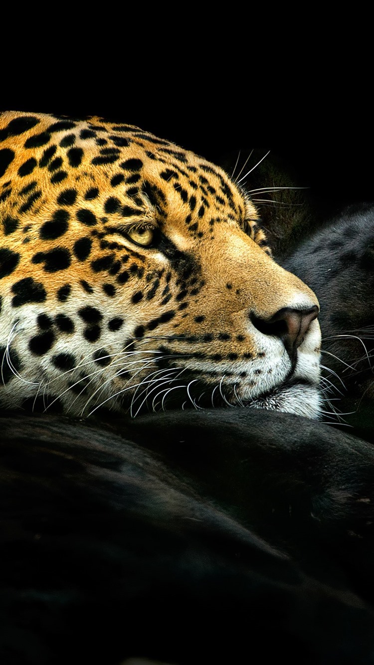 Black Leopard Iphone Wallpapers