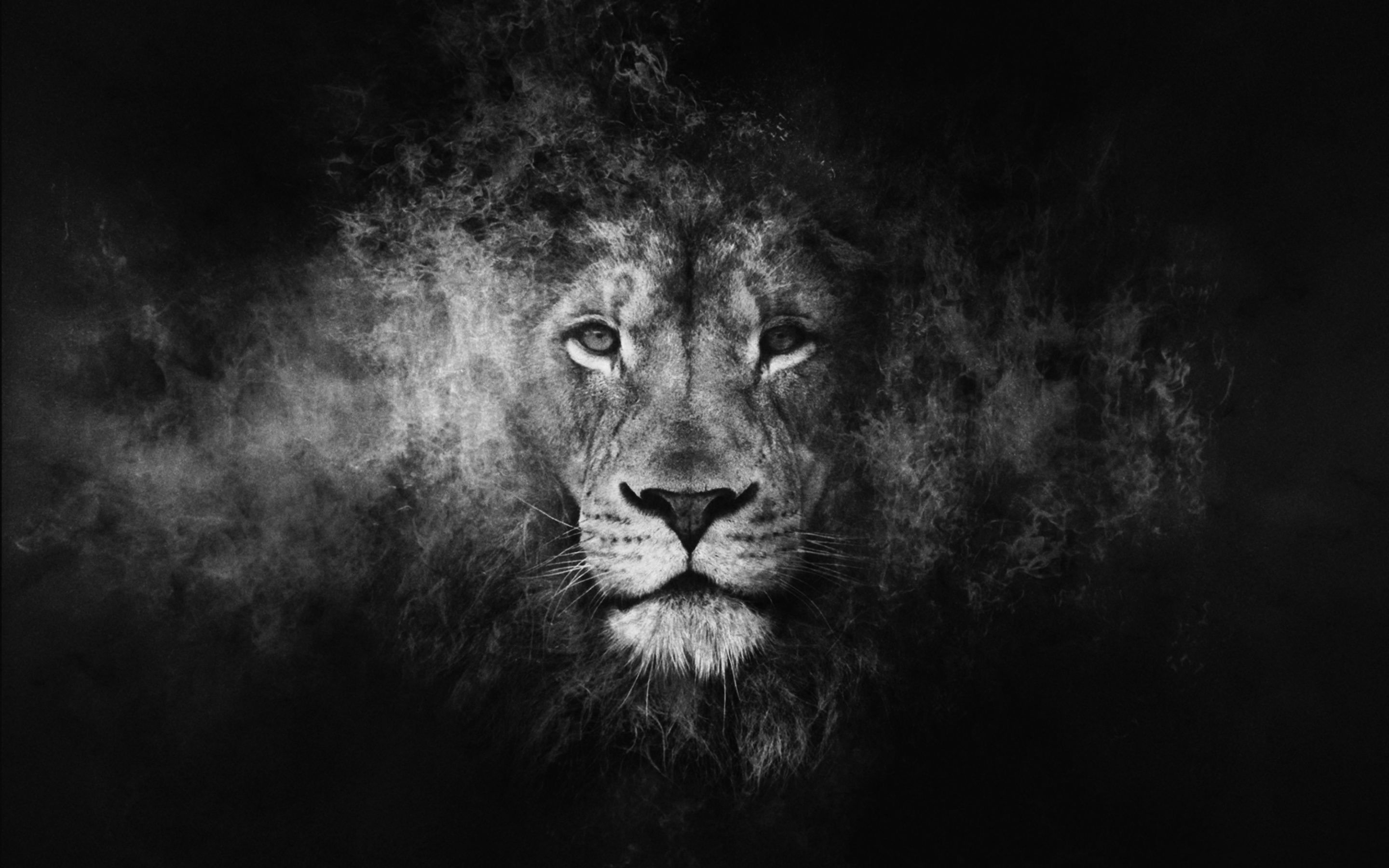 Black Lion Portrait Wallpapers