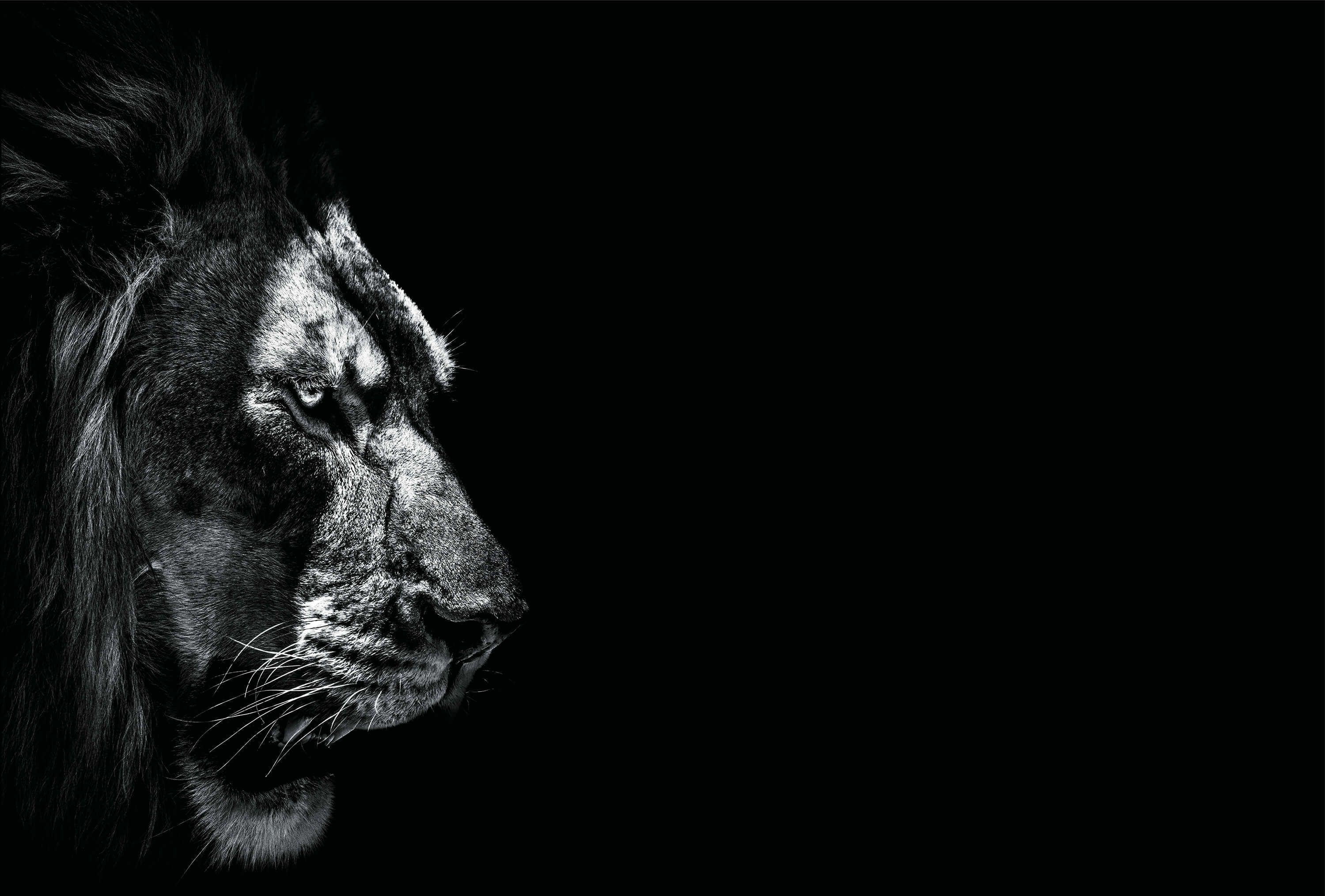 Black Lion Portrait Wallpapers