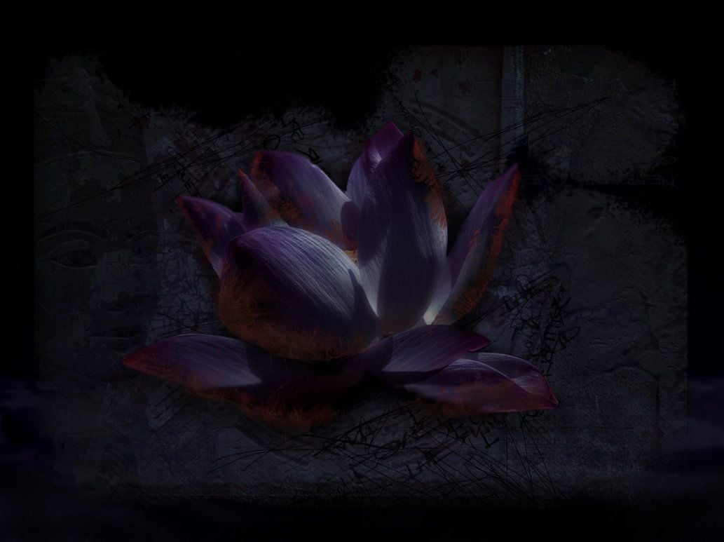 Black Lotus Wallpapers