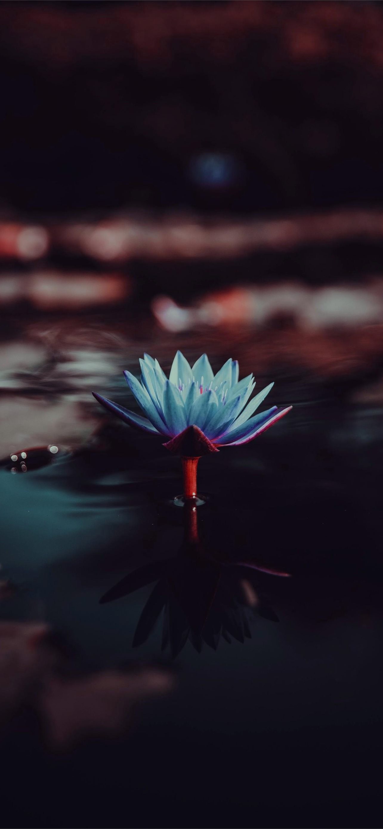 Black Lotus Wallpapers