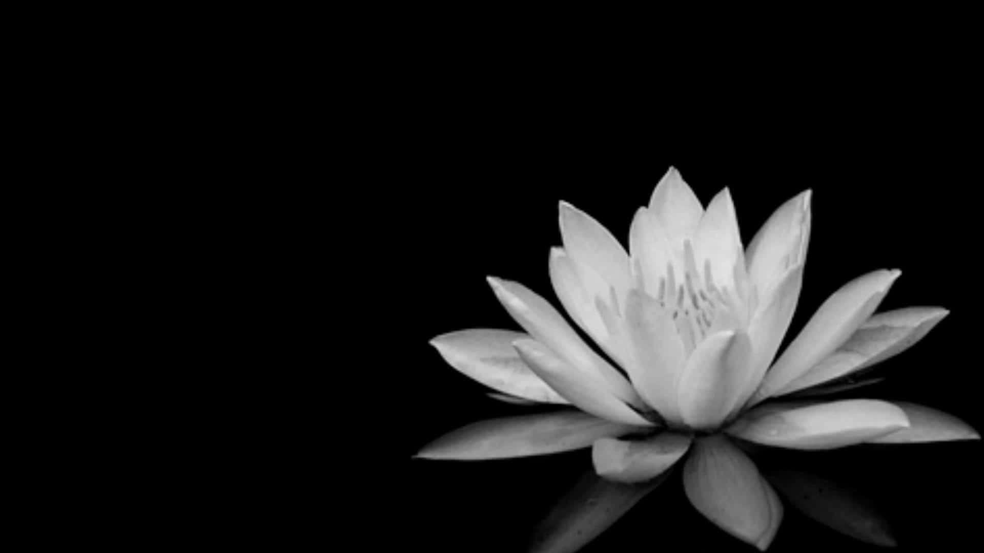 Black Lotus Wallpapers