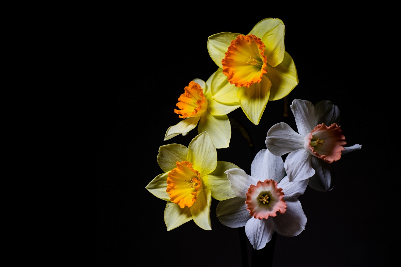 Black Narcissus Wallpapers