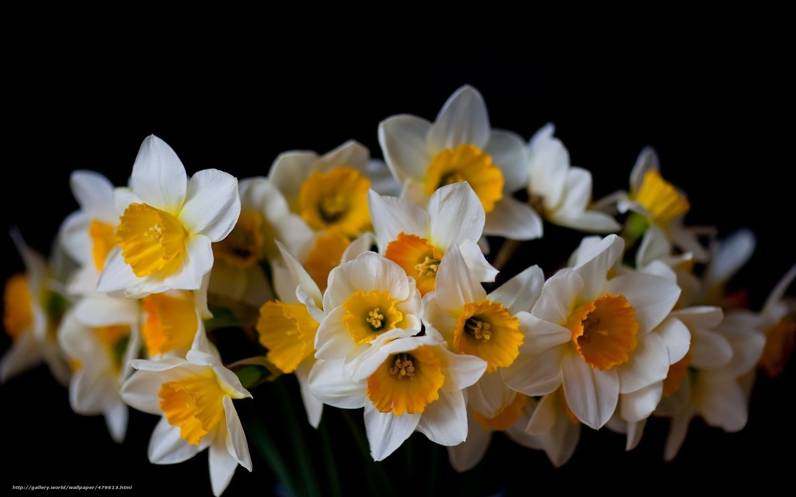 Black Narcissus Wallpapers