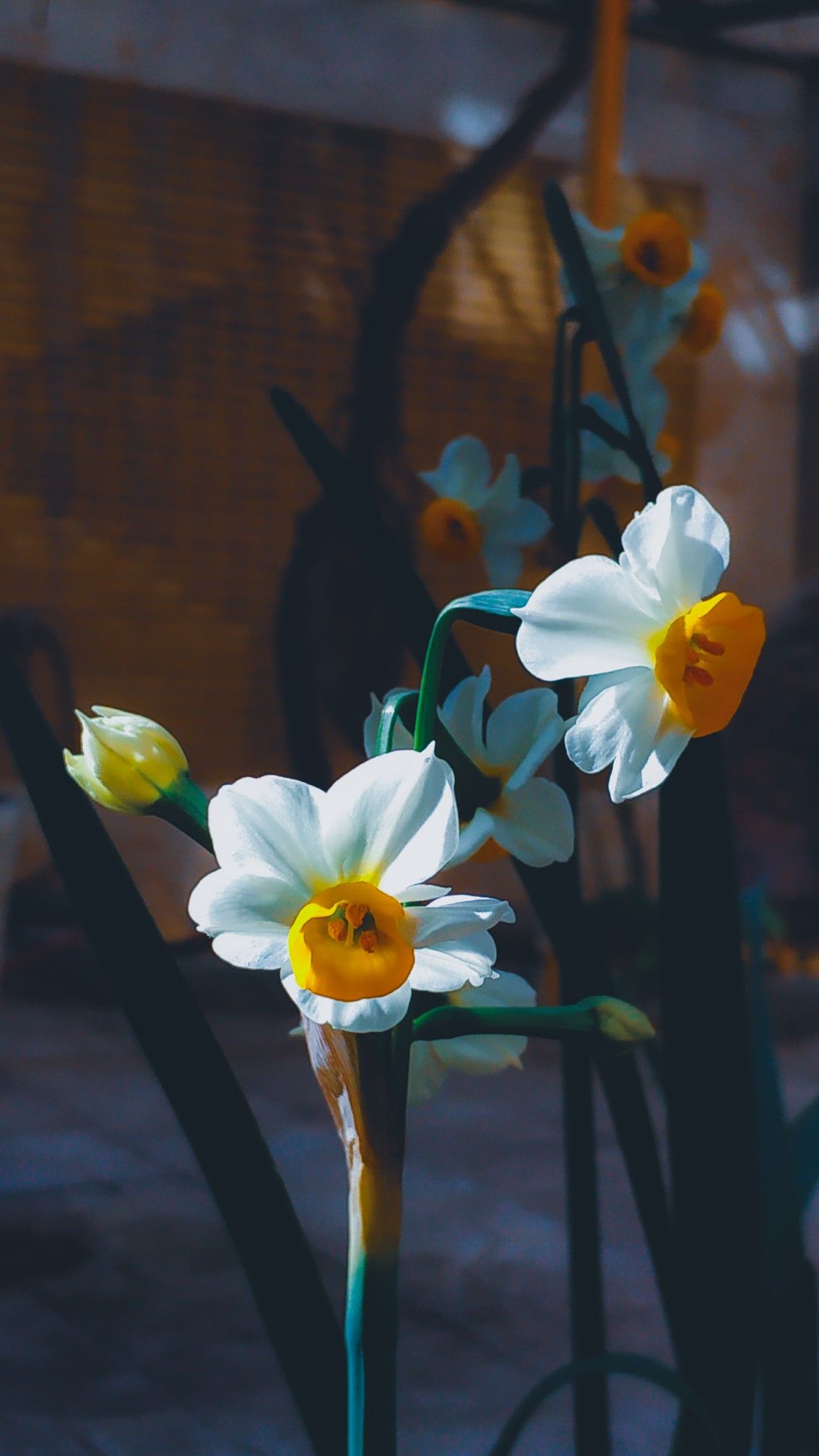 Black Narcissus Wallpapers