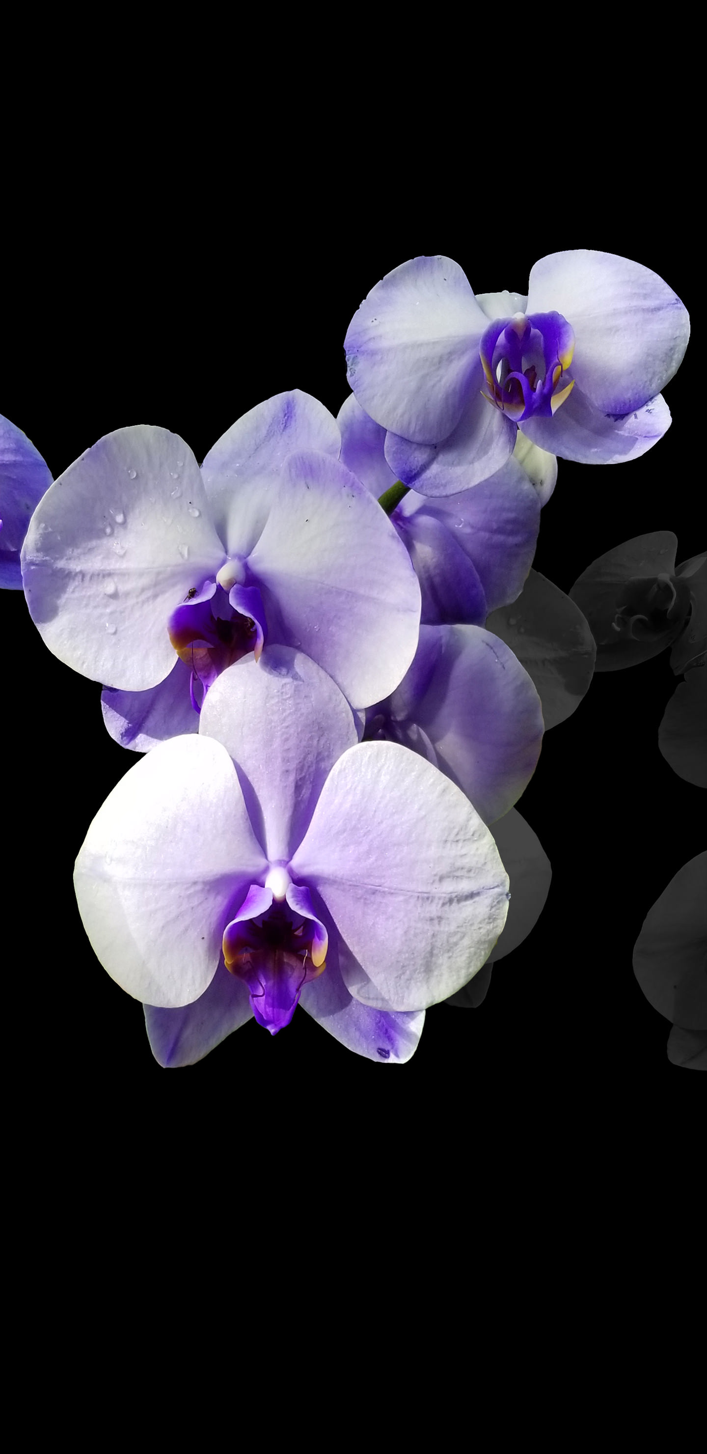 Black Orchid Wallpapers