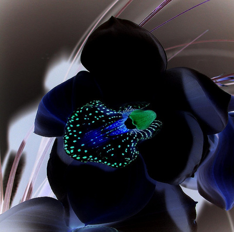 Black Orchid Wallpapers