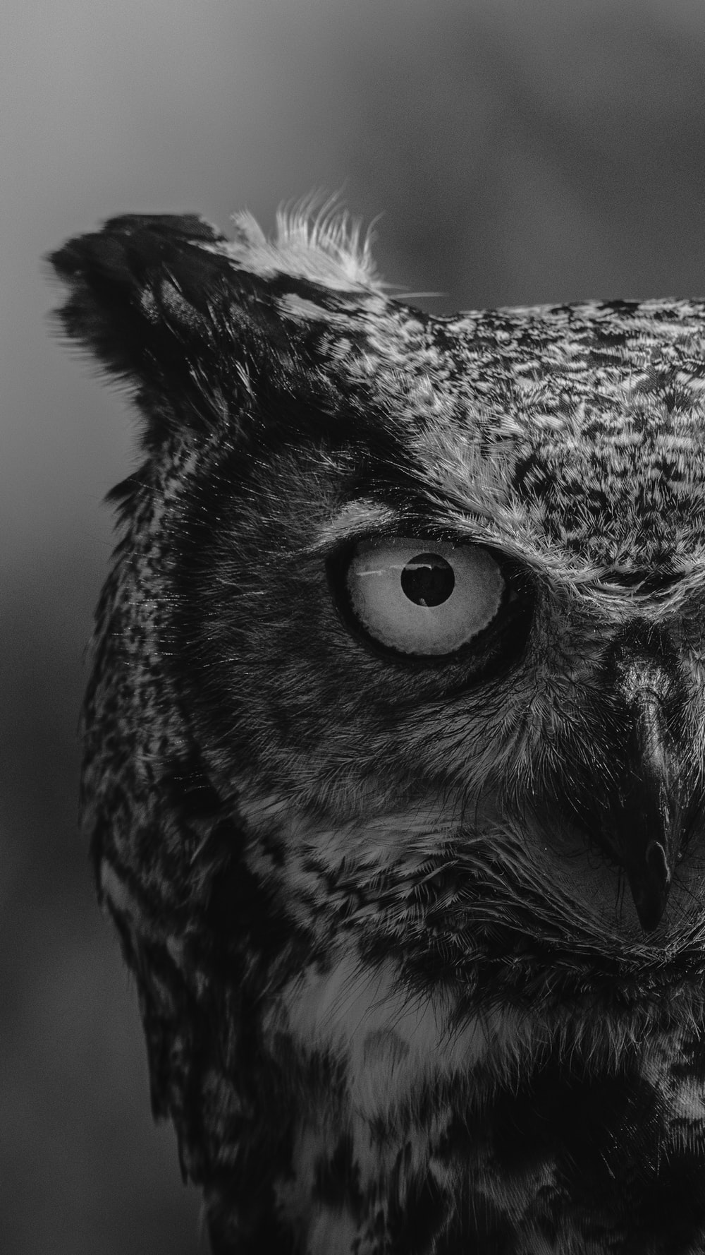 Black Owl Art Wallpapers