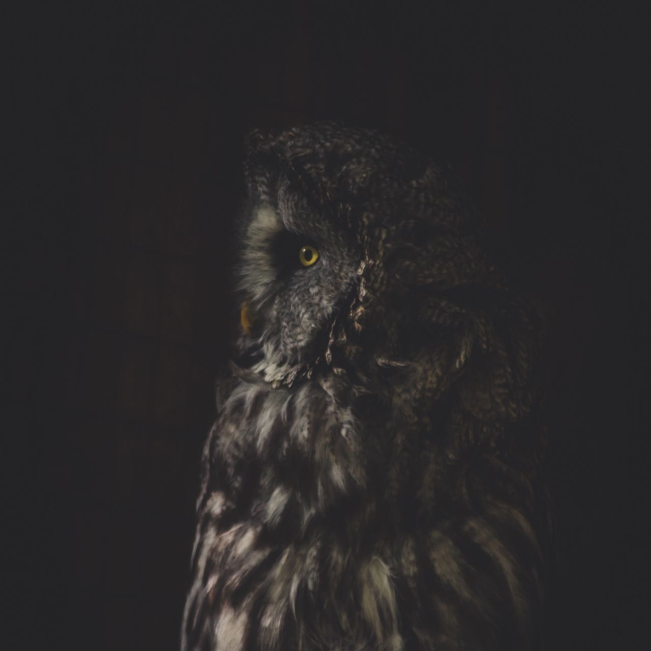 Black Owl Art Wallpapers