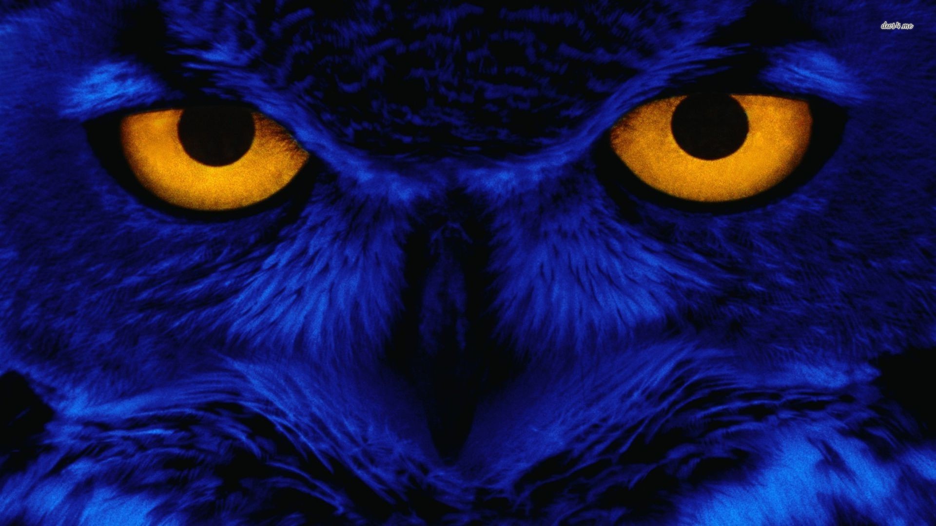 Black Owl Art Wallpapers