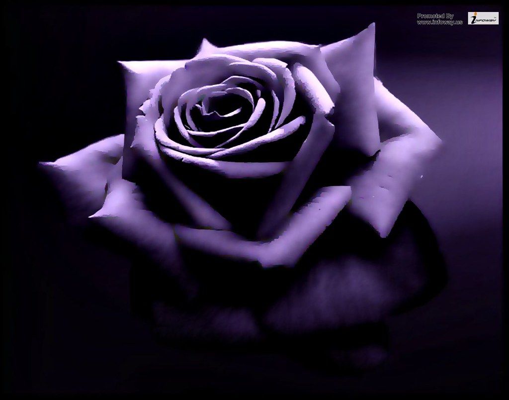 Black Purple Rose Wallpapers