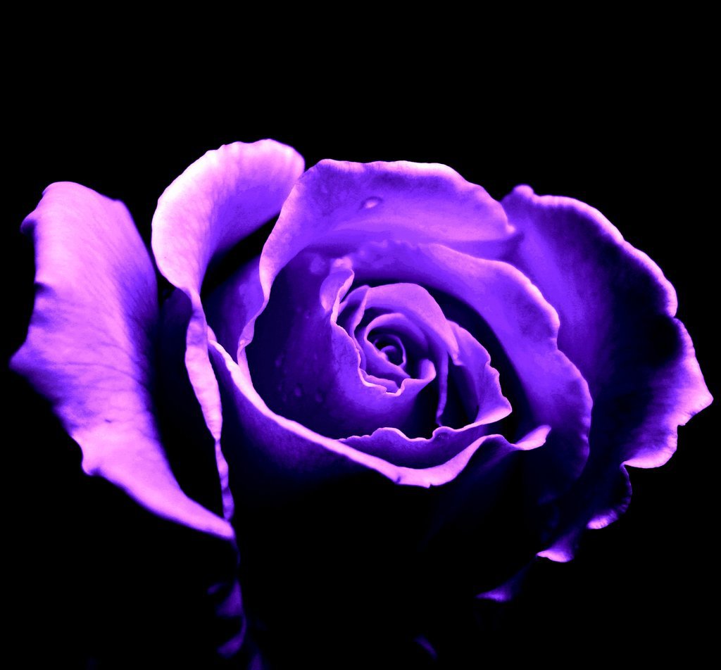 Black Purple Rose Wallpapers