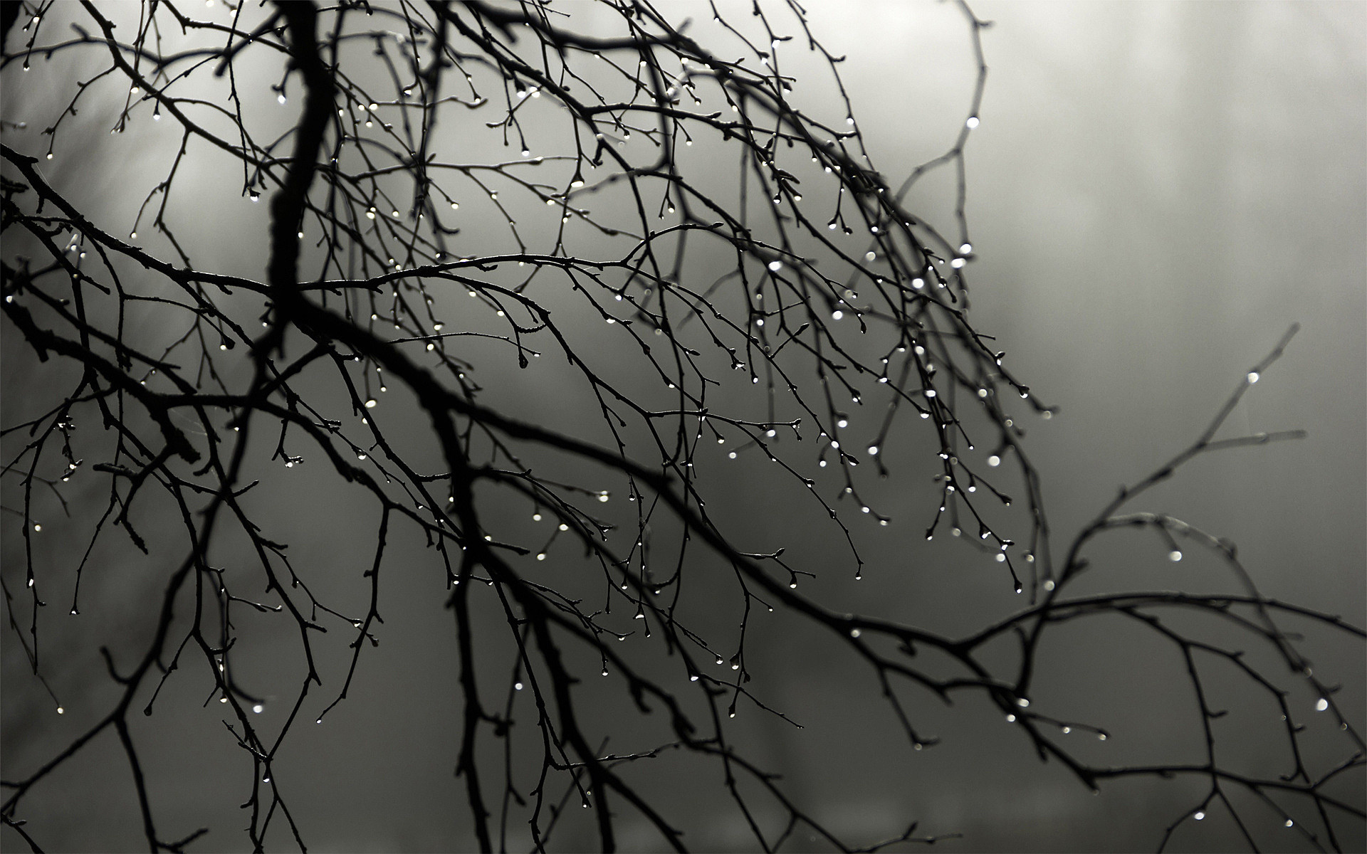 Black Raindrops Wallpapers