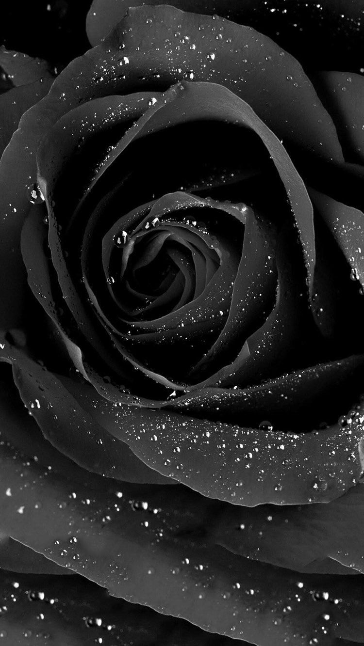 Black Rose Hd For Mobile Wallpapers