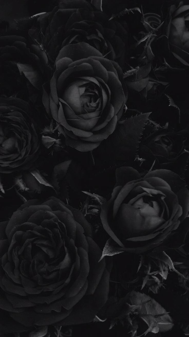 Black Rose Hd For Mobile Wallpapers