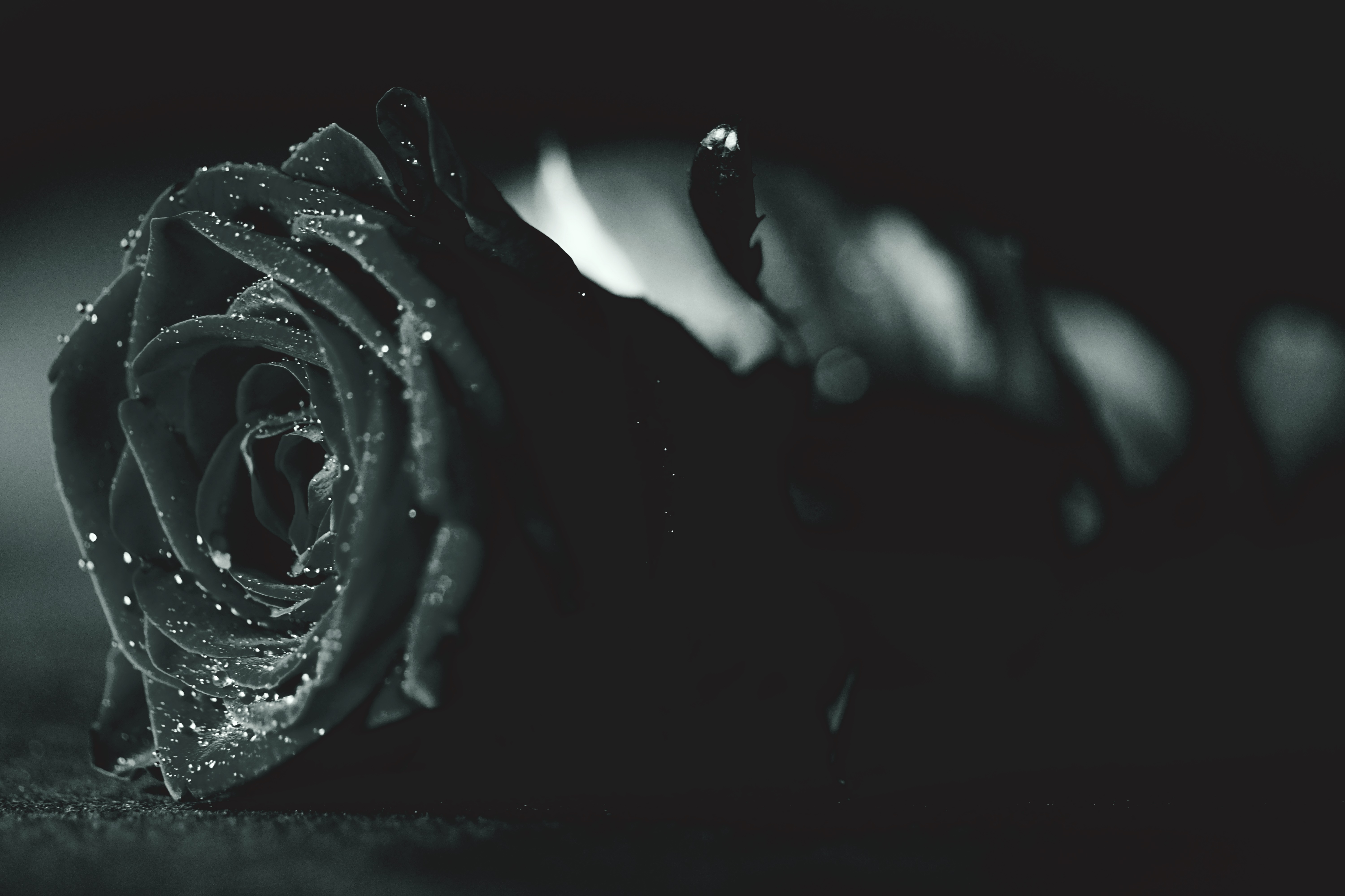 Black Rose Hd For Mobile Wallpapers