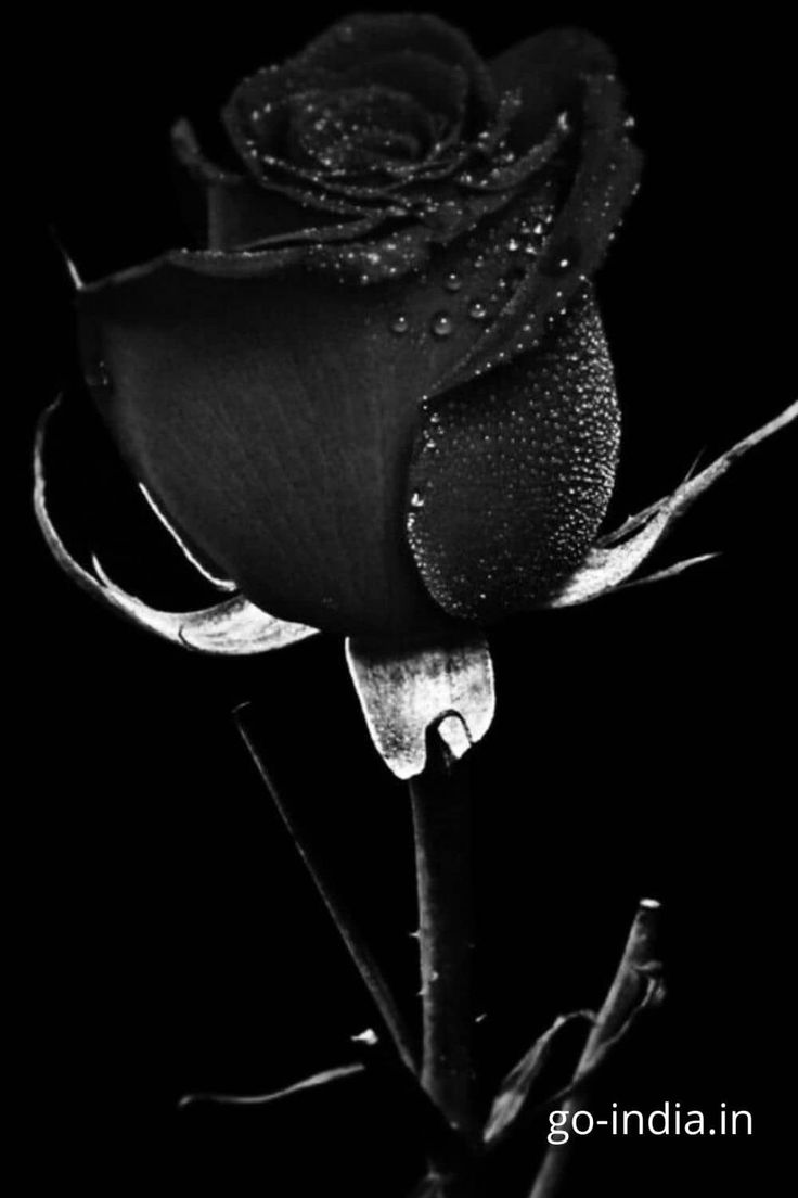 Black Rose Hd For Mobile Wallpapers