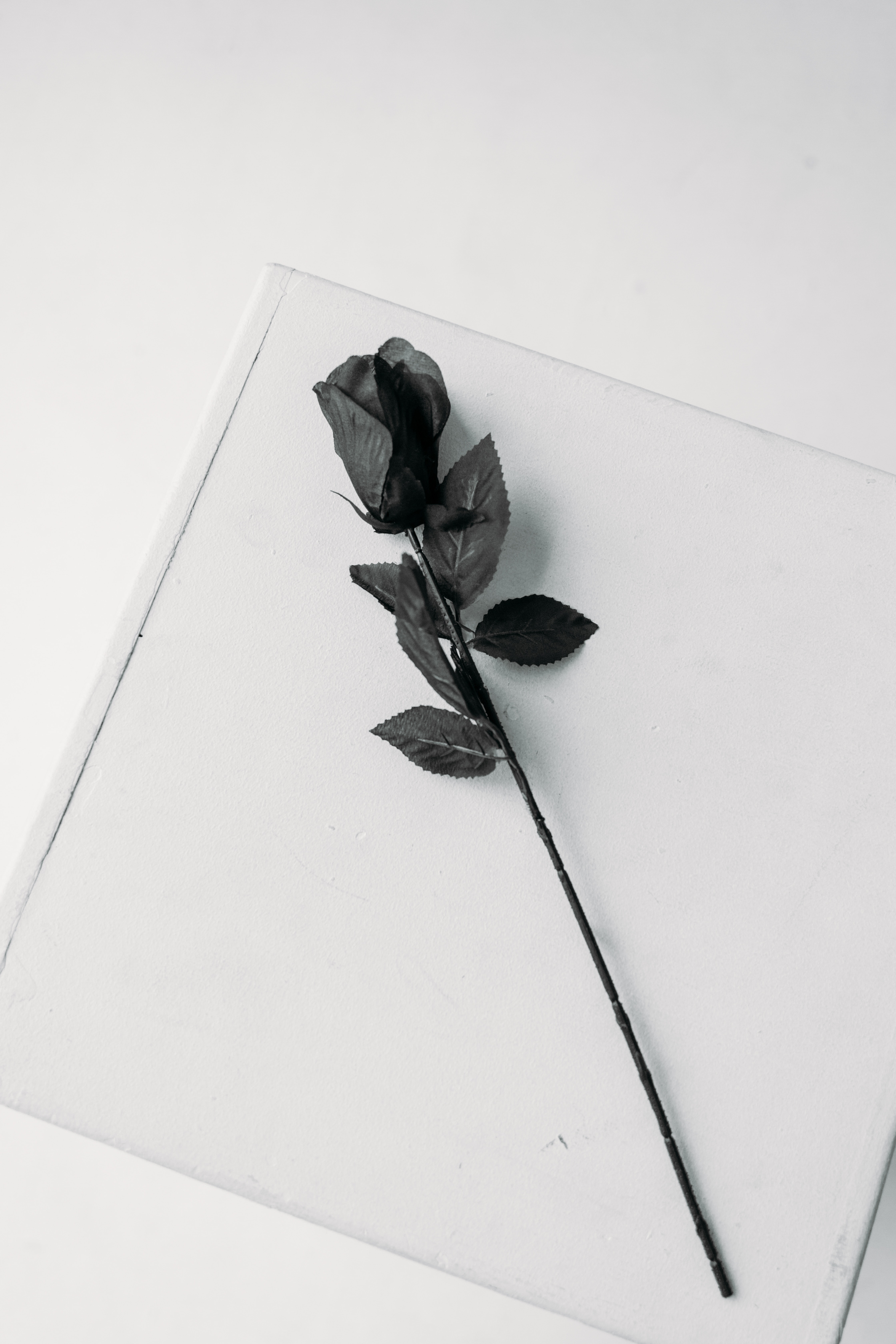 Black Rose Hd For Mobile Wallpapers