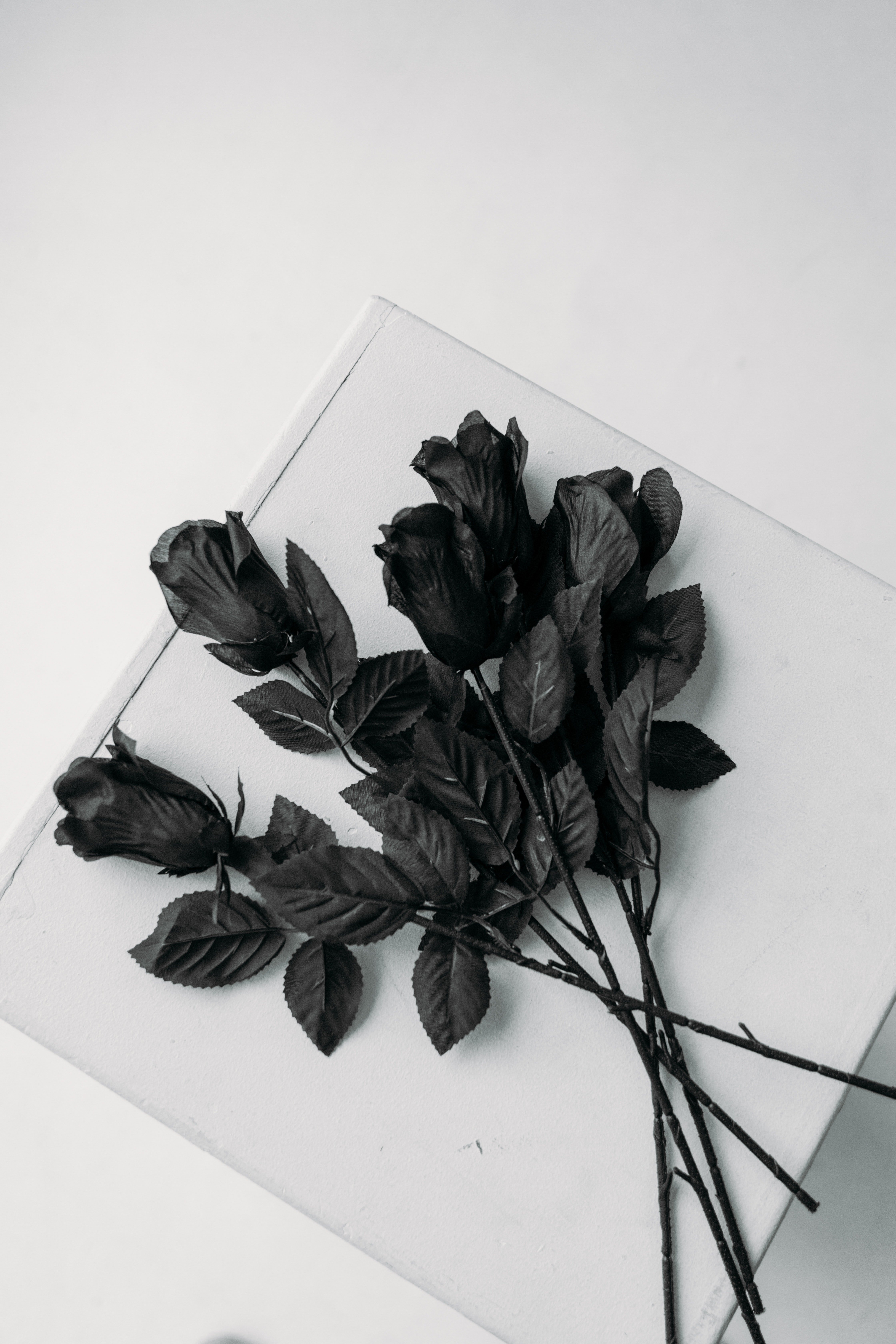 Black Roses Wallpapers