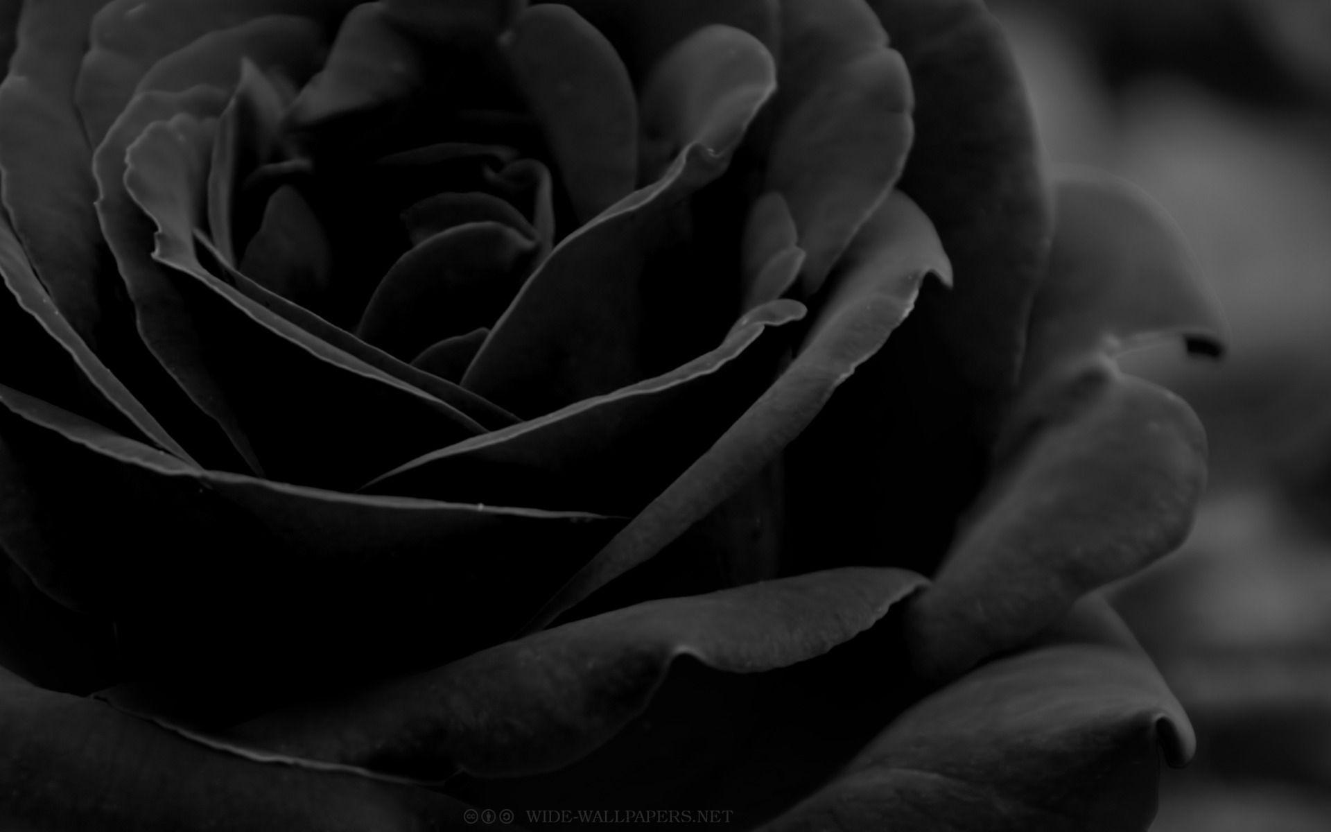 Black Roses Wallpapers