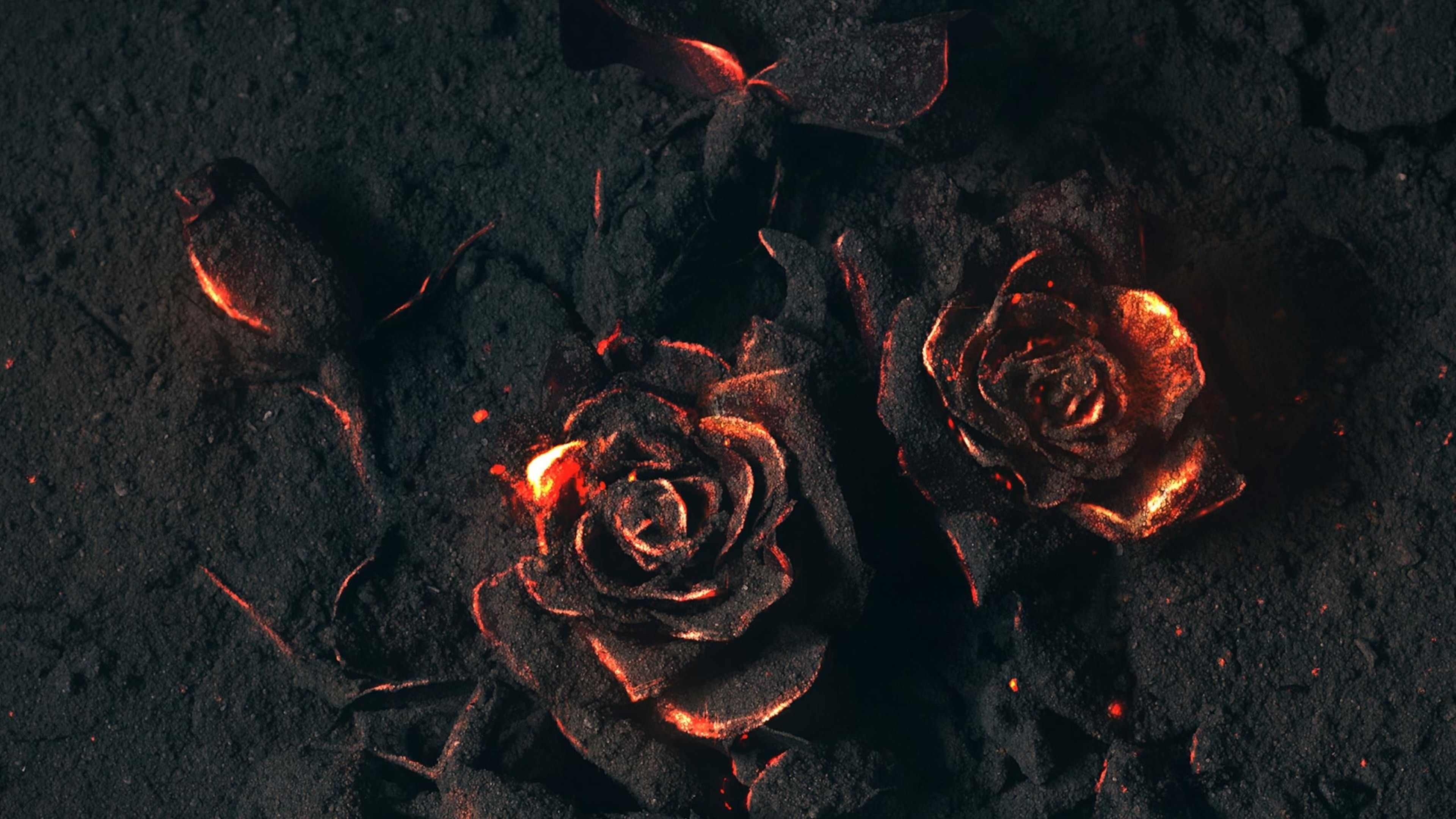 Black Roses Wallpapers