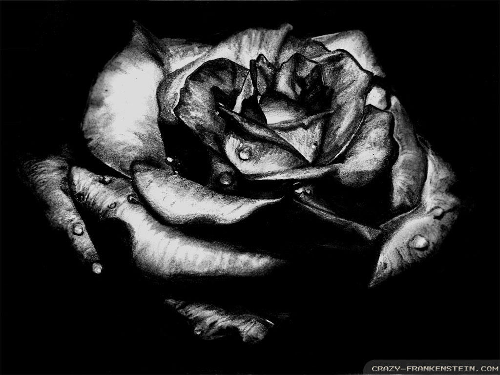 Black Roses Wallpapers