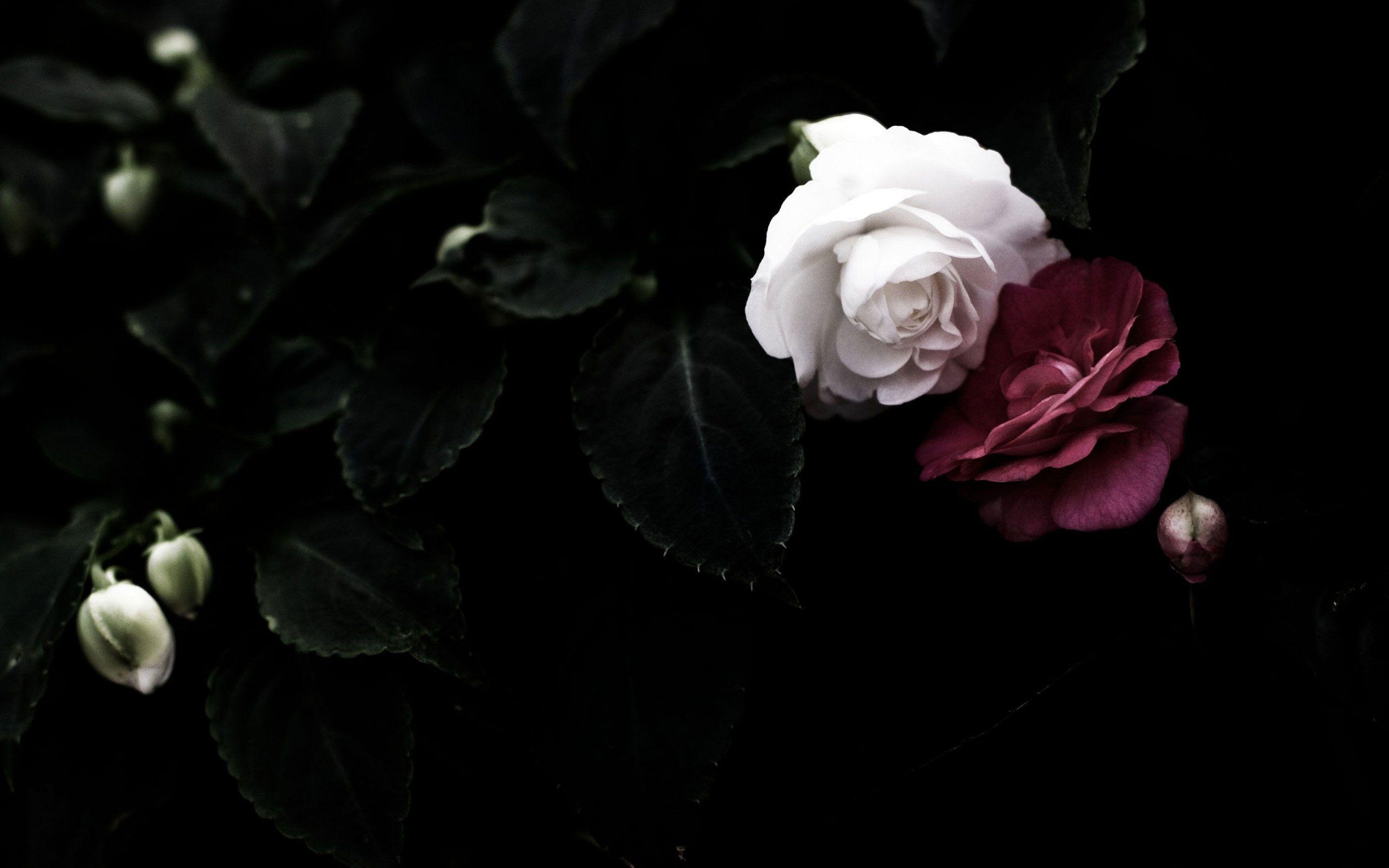 Black Roses Wallpapers