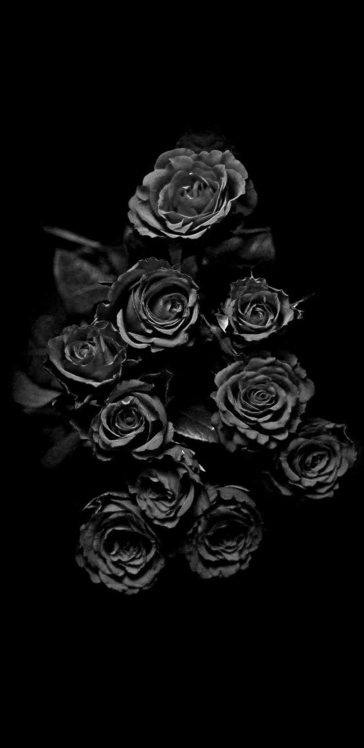 Black Roses Wallpapers