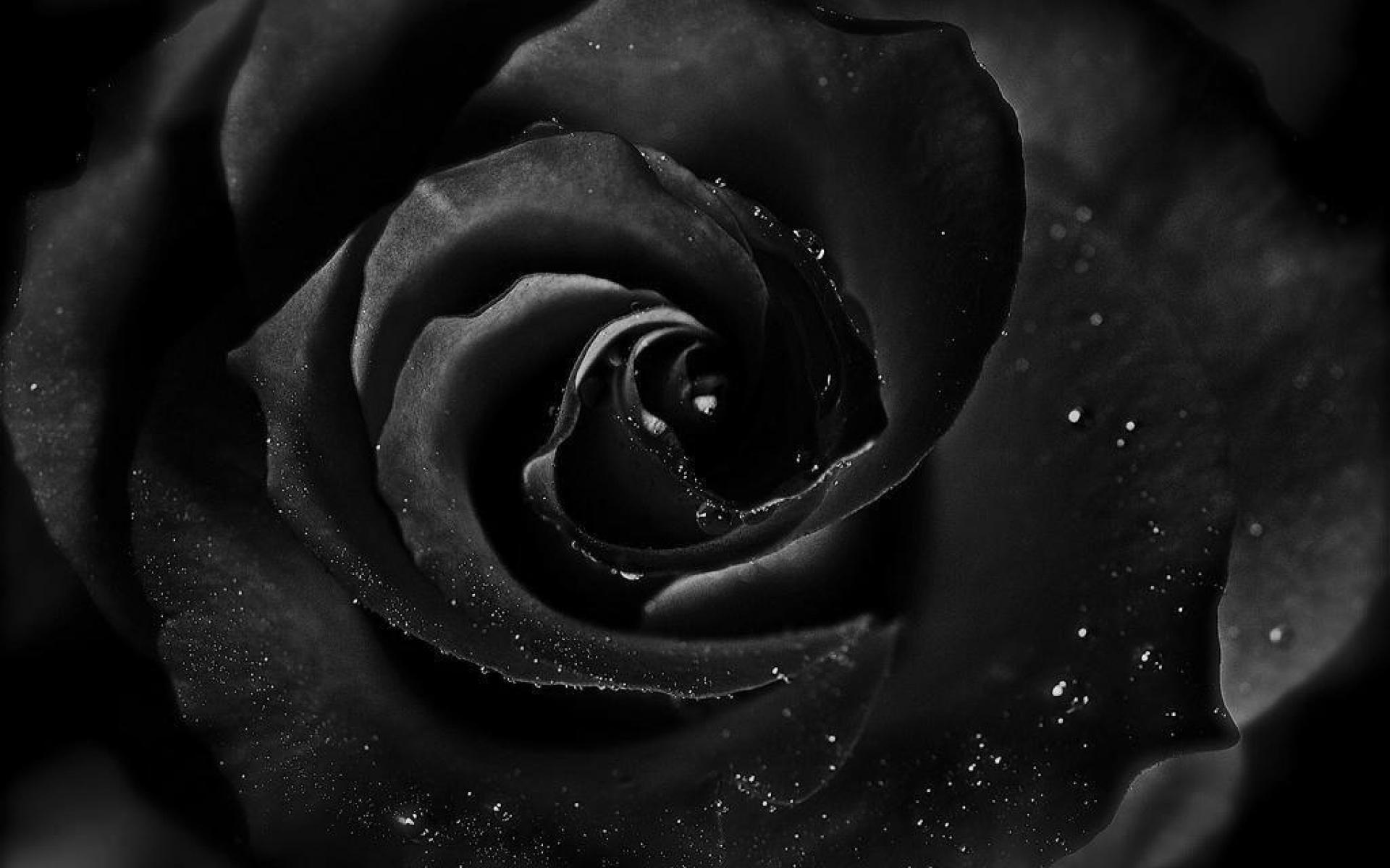 Black Roses Wallpapers