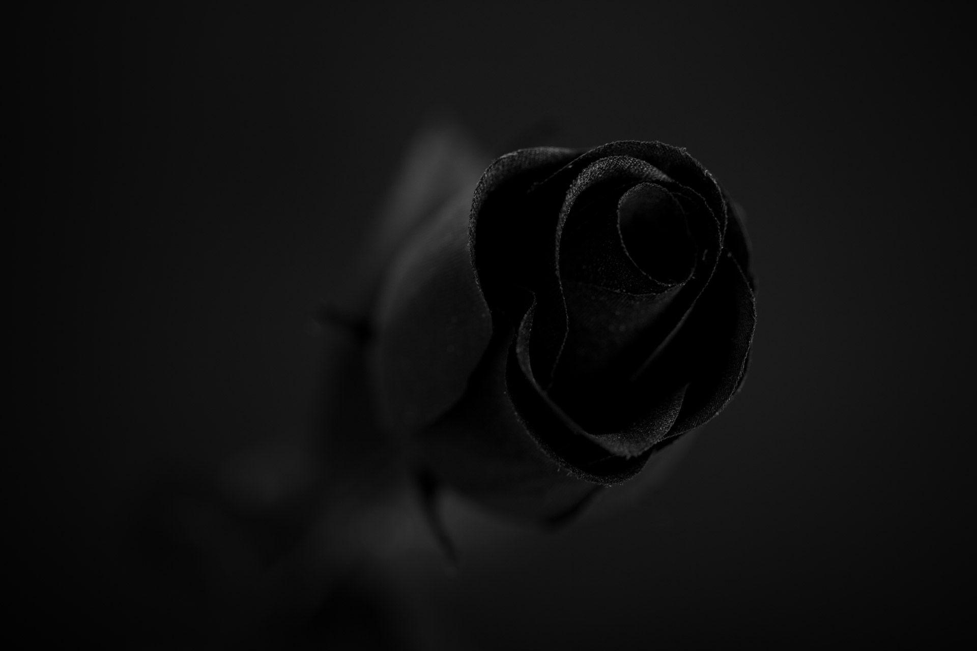 Black Roses Wallpapers