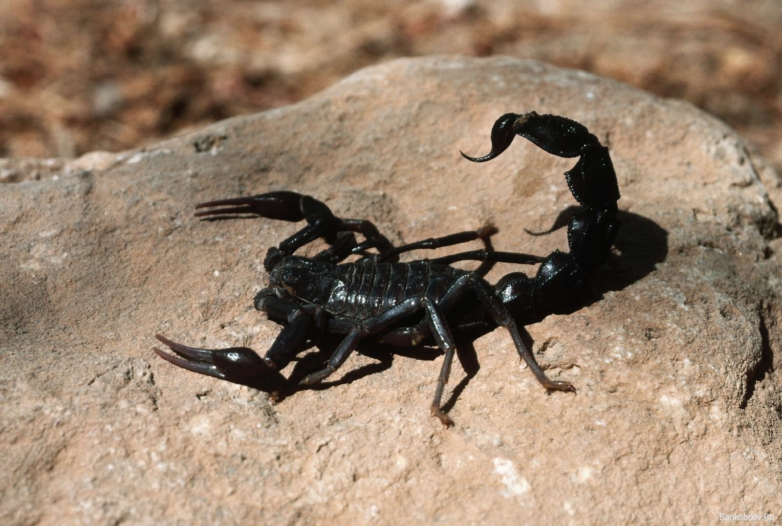 Black Scorpion Images Wallpapers