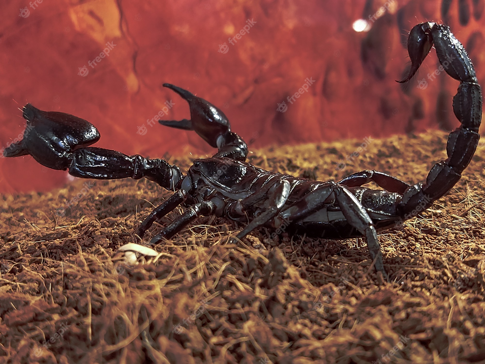 Black Scorpion Images Wallpapers