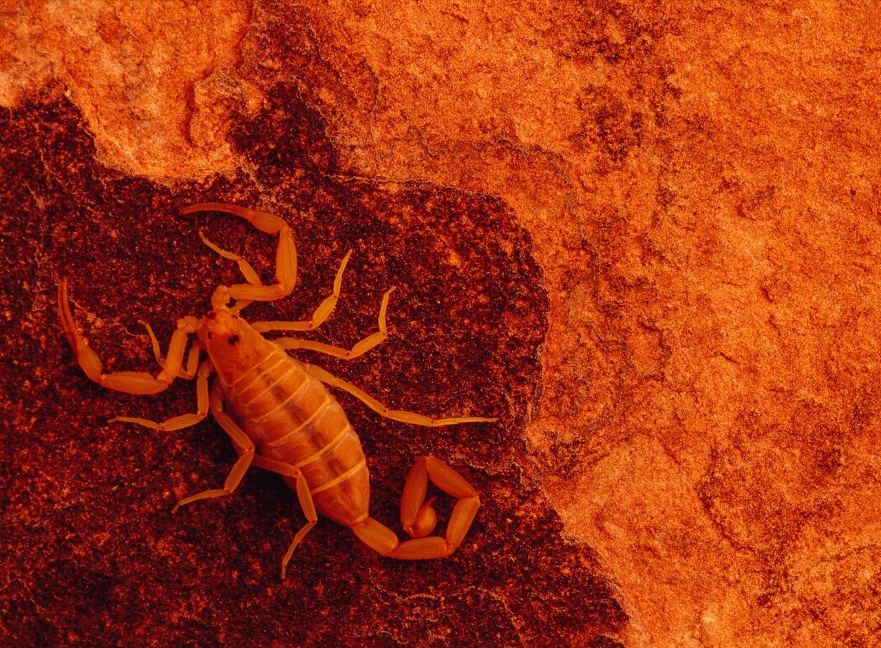 Black Scorpion Images Wallpapers