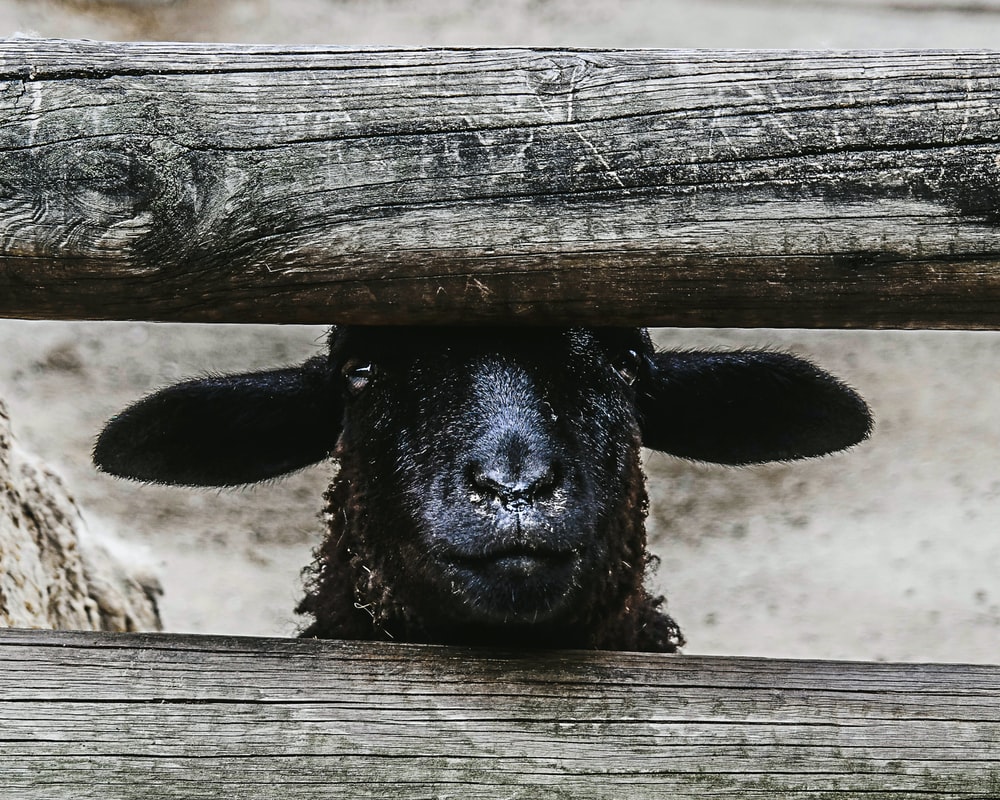 Black Sheep Wallpapers